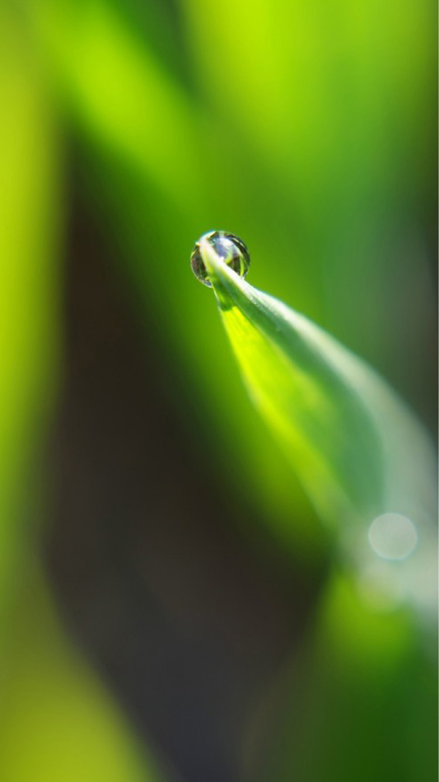 Goccia d'acqua, Foglia, Verde, Macro, sfondo schermata di blocco Galaxy S7