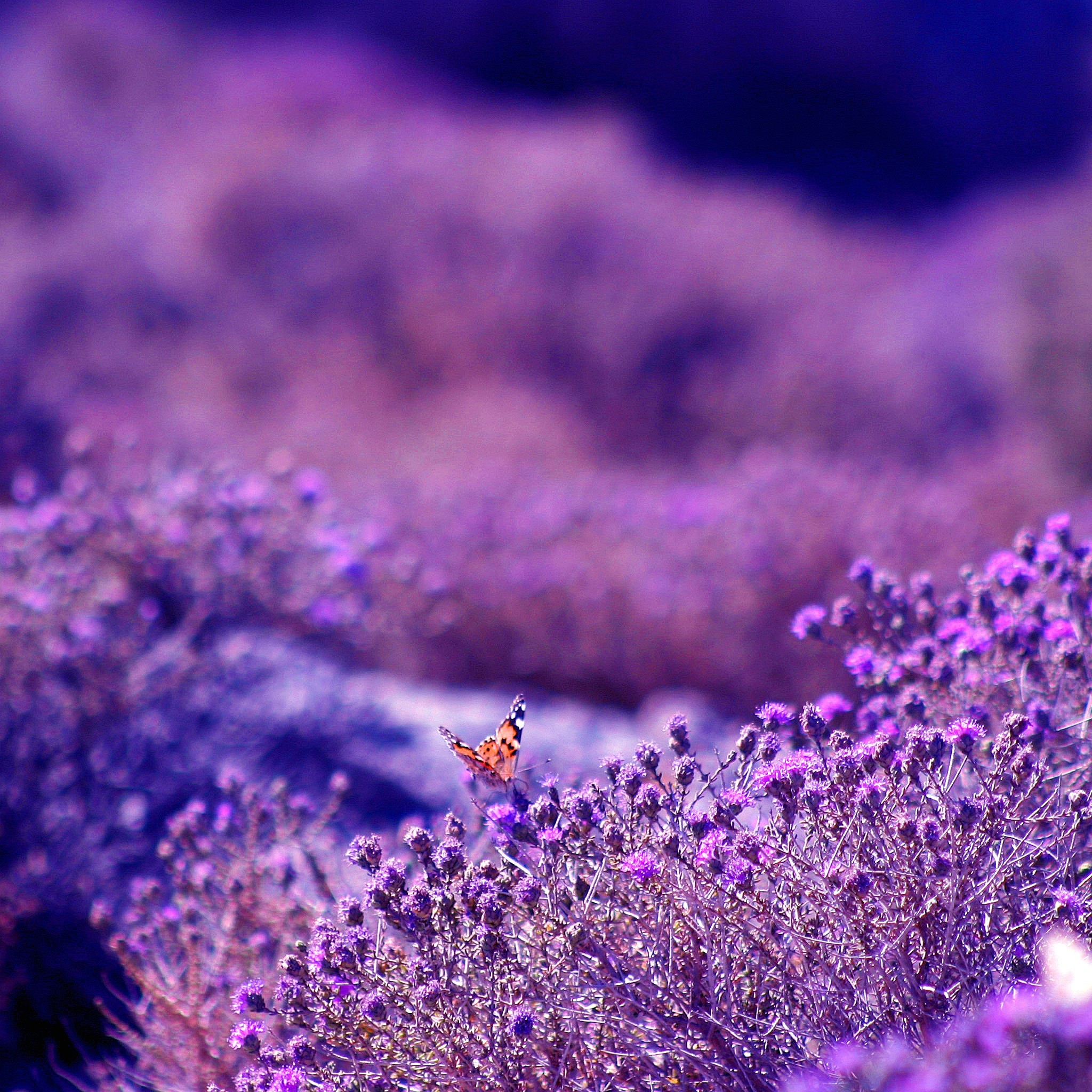 Farfalla, Lavanda, Viola, Macro, Full HD, schermata di blocco iPad