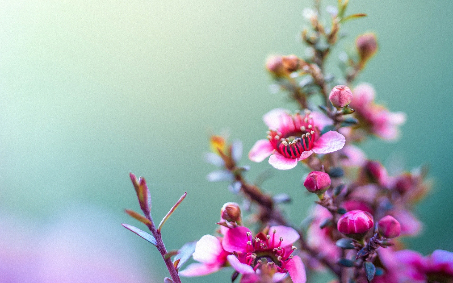 Fiori rosa, Ramo, Boccioli, Sfondo turchese, Macro, 16:10 Full HD, wallpaper widescreen