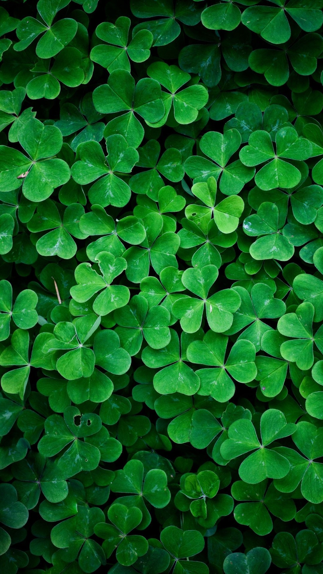 Trifoglio, Verde, Piante, sfondo iPhone 6 Full HD