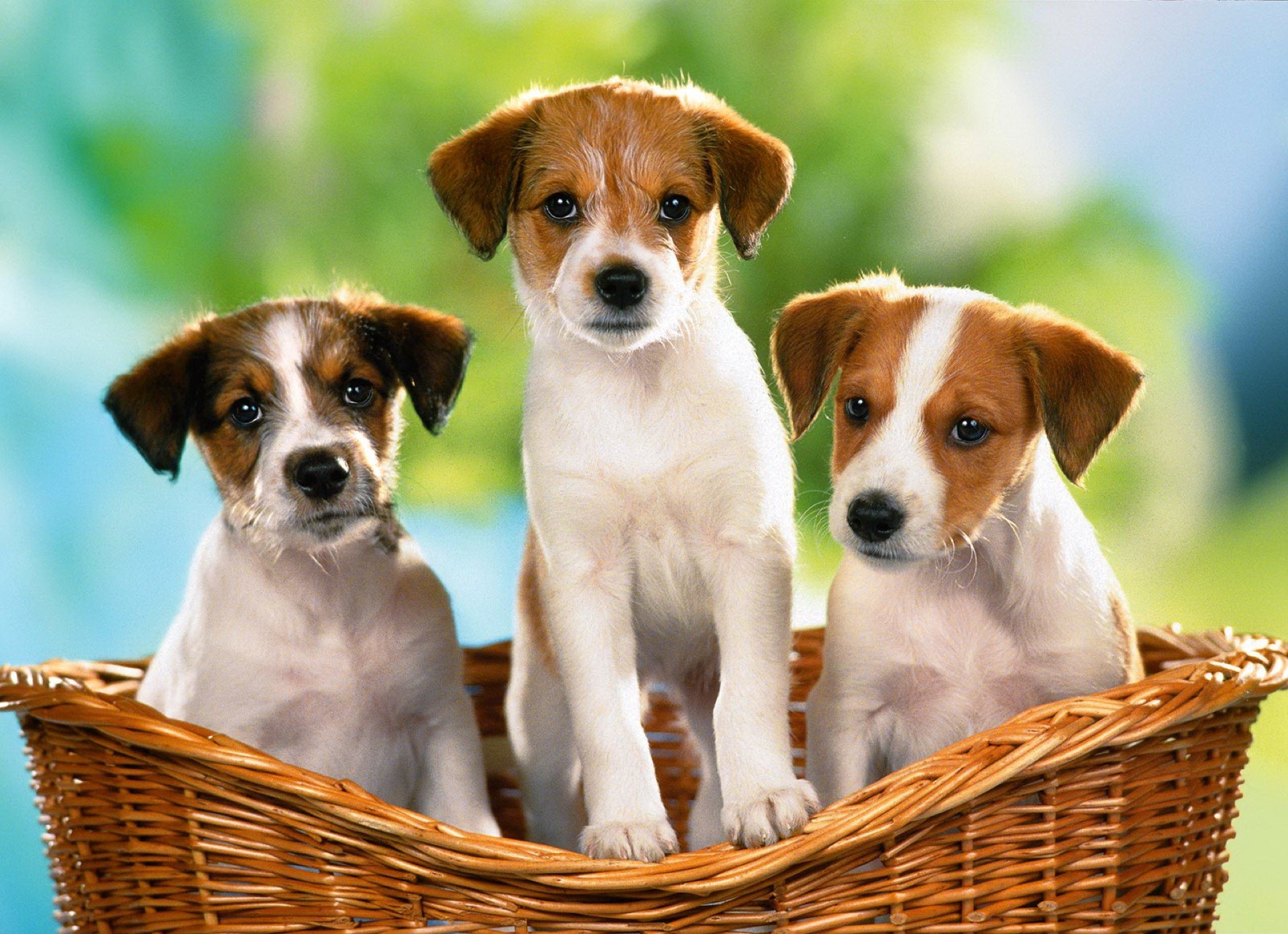 Jack Russell Terrier, Cuccioli, Cesto di vimini, sfondo per il tuo desktop