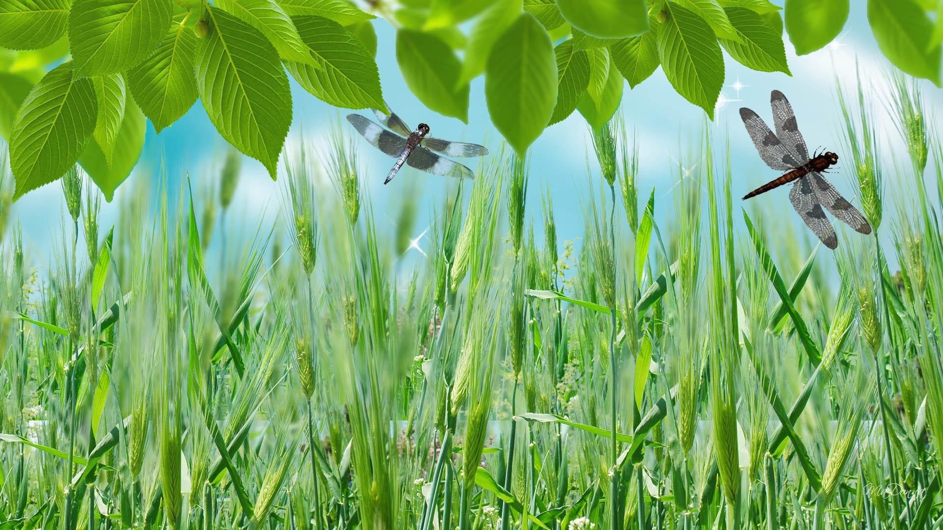 Libellule, Grano verde, Foglie, Cielo azzurro, Full HD, sfondo per PC e portatile