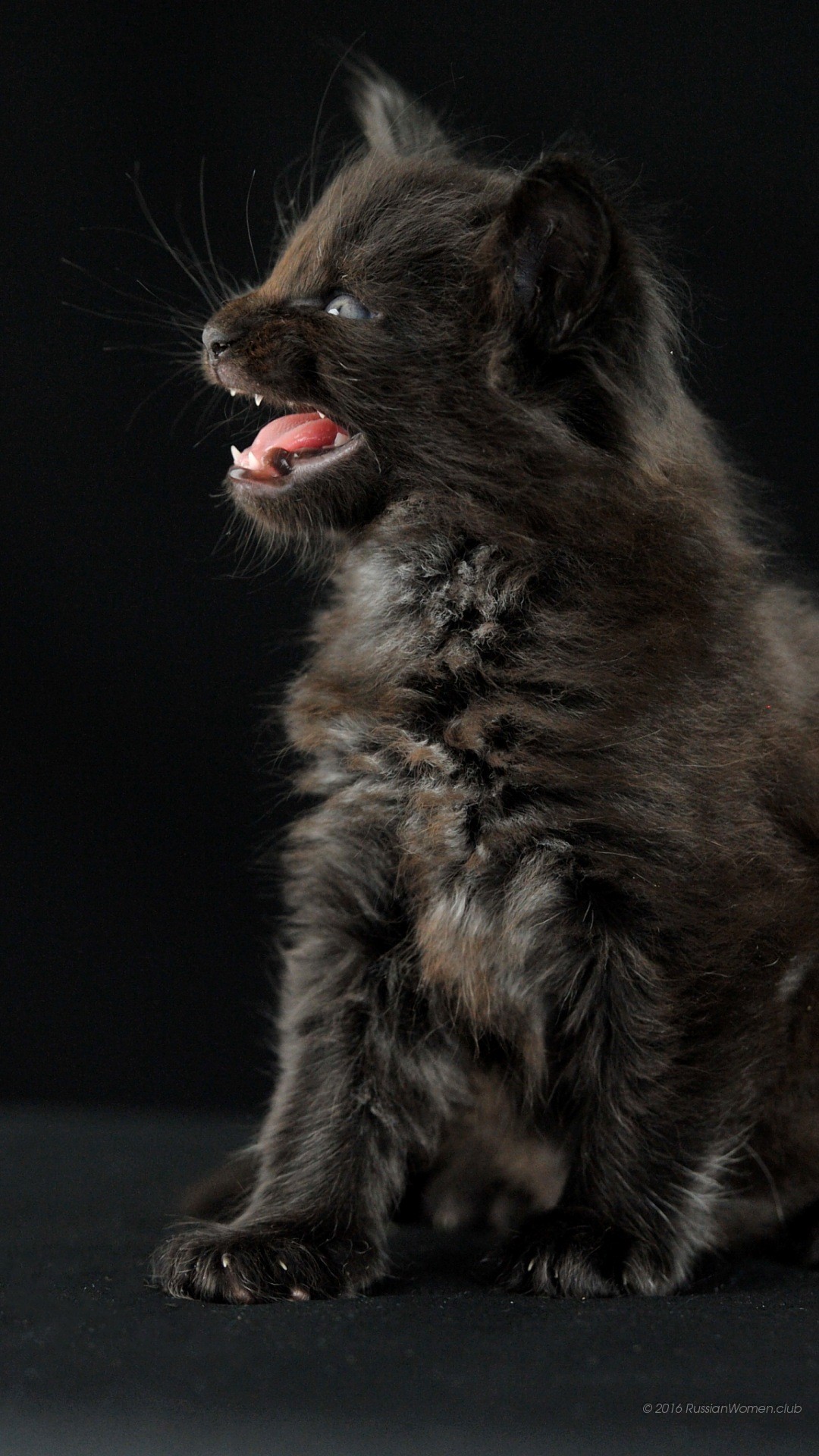 Gattino nero, Gatto, Sfondo nero, Full HD, wallpaper per smartphone
