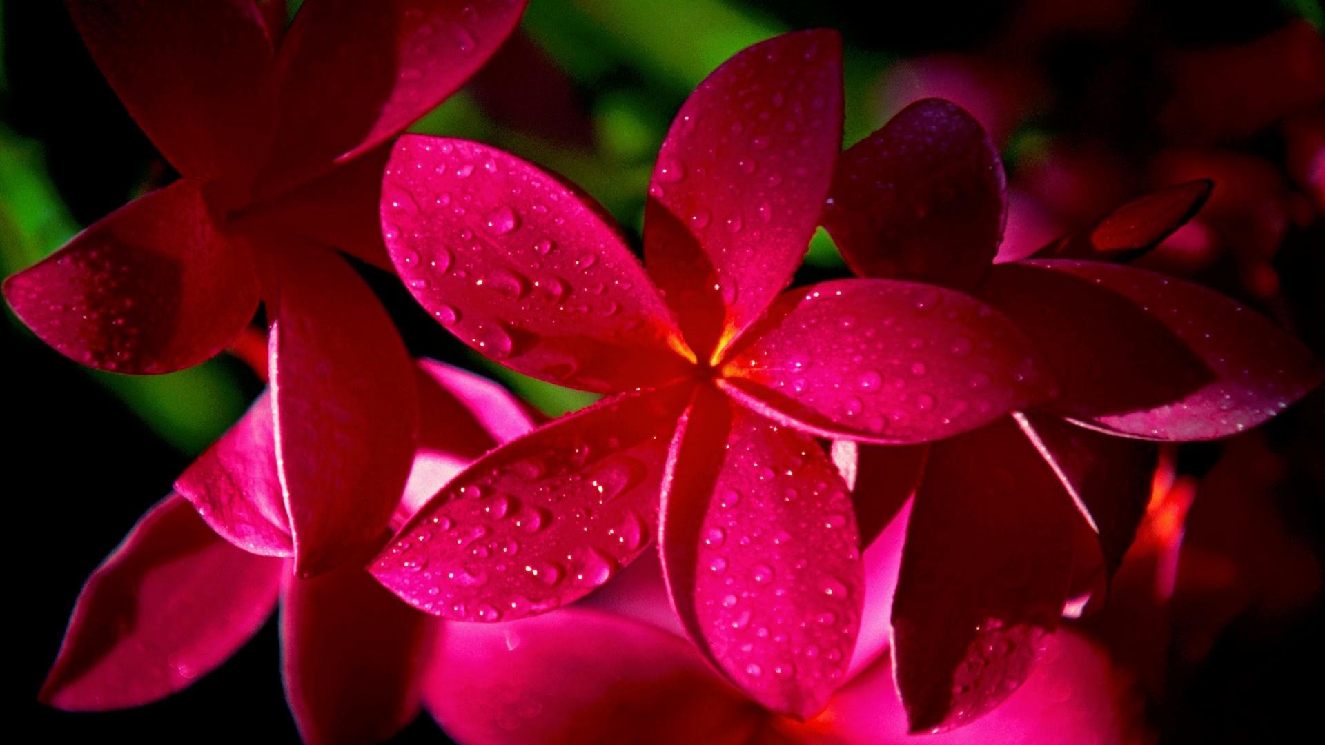 Fiori rossi, Gocce di rugiada, Ixora, Macro, Toni scuri, Full HD, sfondo per PC