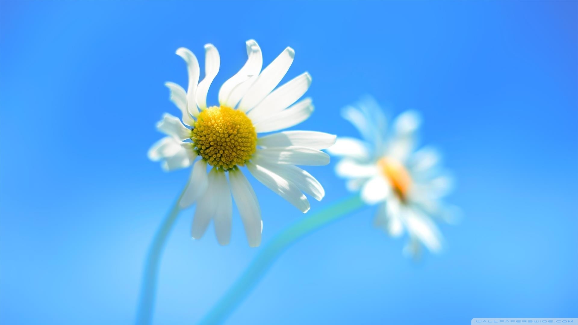 Windows 8, Margherite, Cielo azzurro, 1920x1080, immagine di sfondo