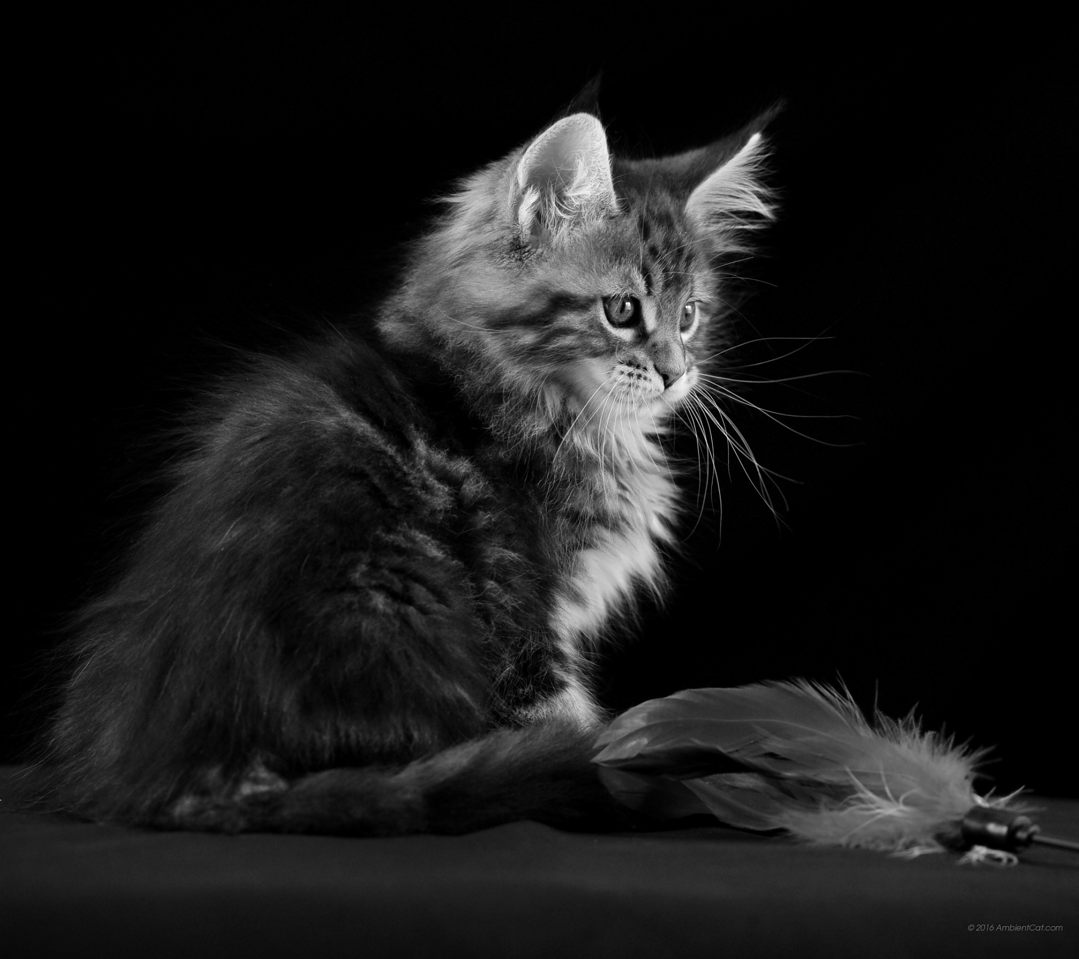 Gattino, Maine Coon, Bianco e nero, sfondo schermata di blocco Huawei P9