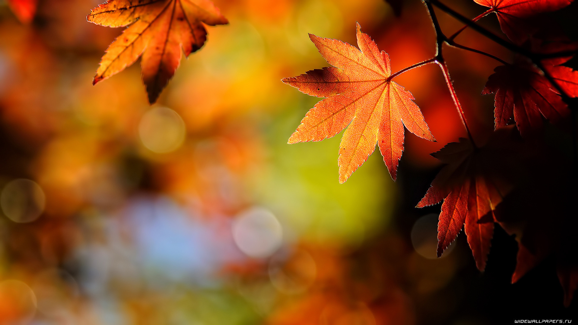Foglie d'acero, Bokeh, Macro, Arancione, 16:9 Full HD, sfondo widescreen
