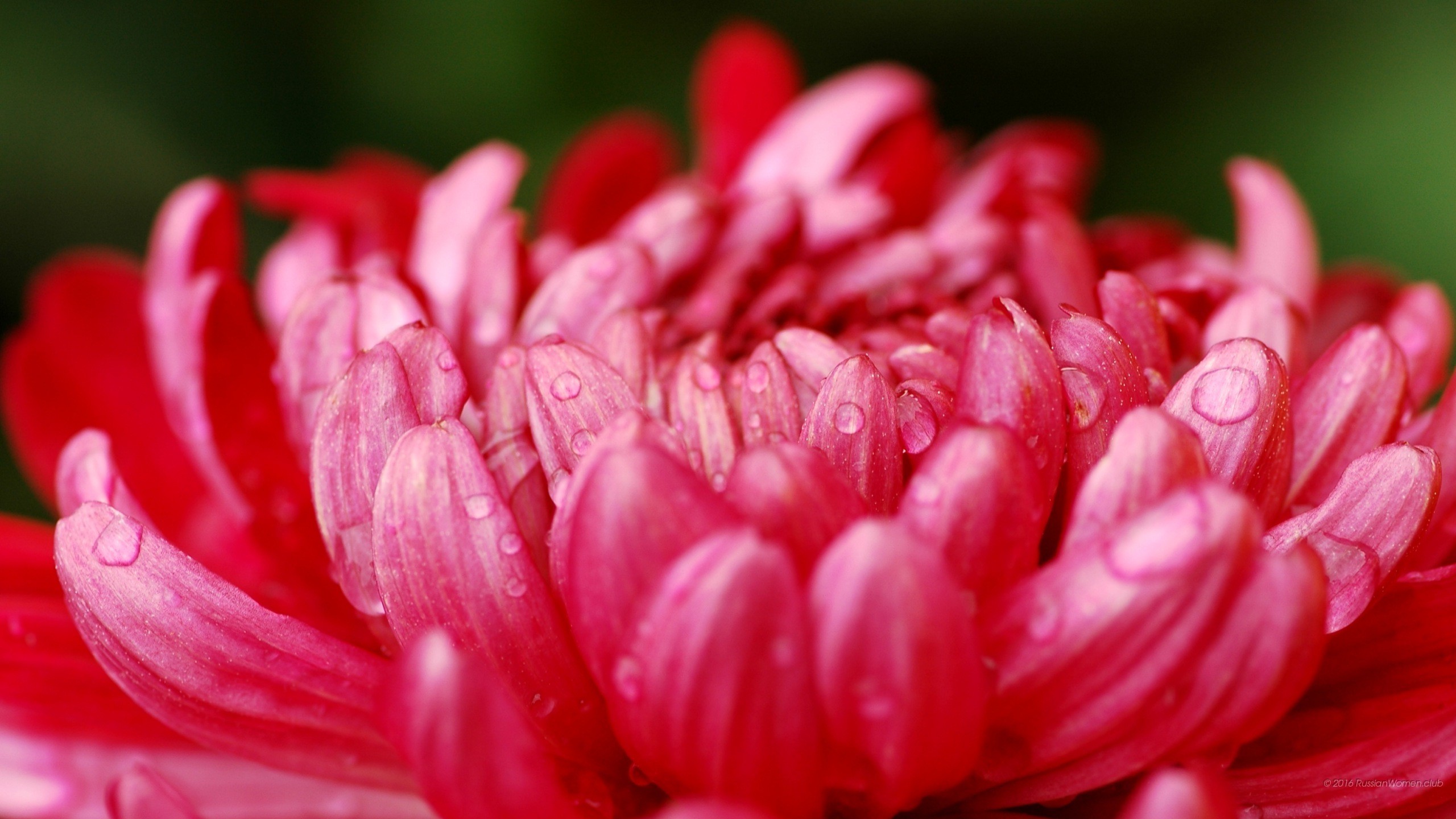 Dalia rosa, Gocce d'acqua, Fiore, 2K, sfondo per portatile