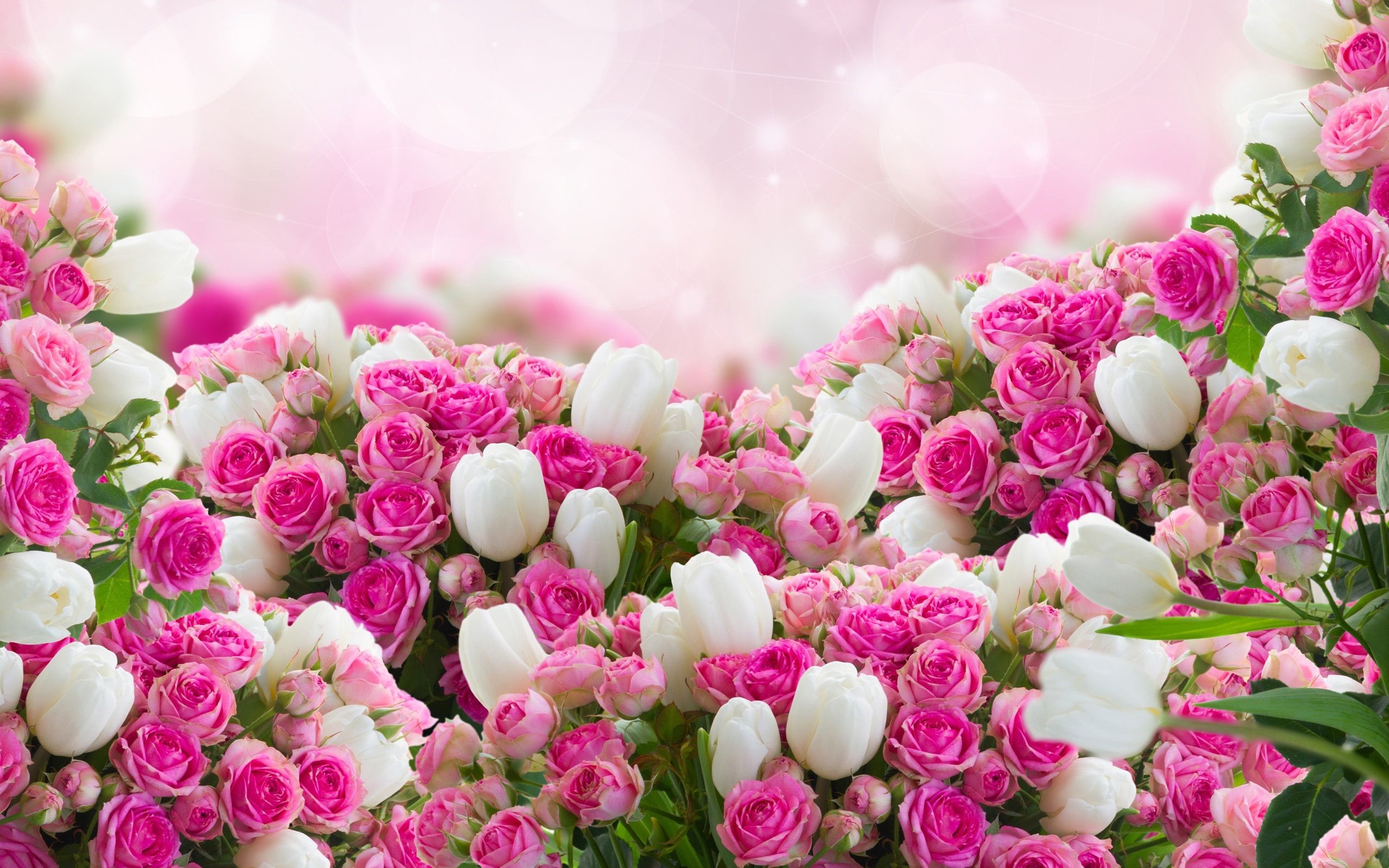 Rose, Tulipani bianchi, Bouquet, Rosa, 2560x1600, sfondo MacBook Pro