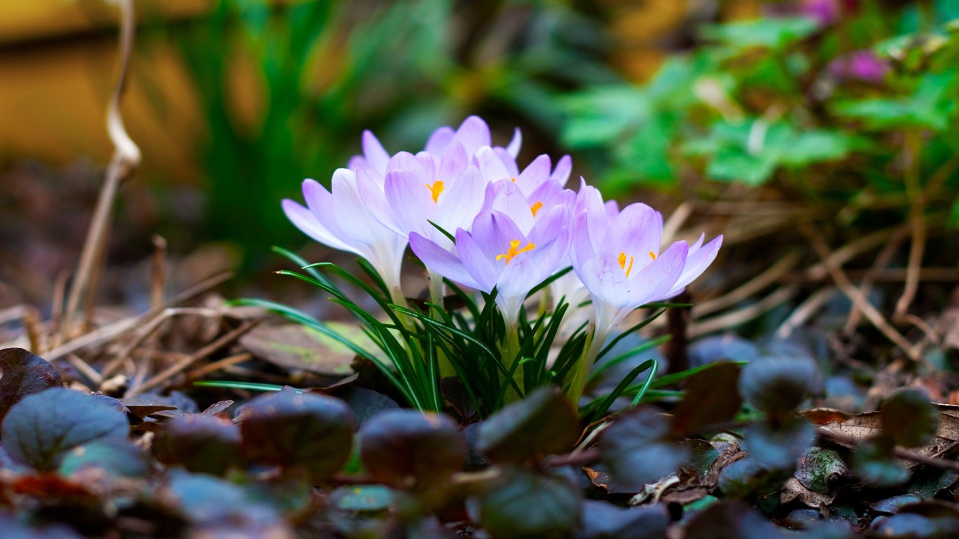 Crochi, Fiori lilla, Sottobosco, Full HD, sfondo desktop