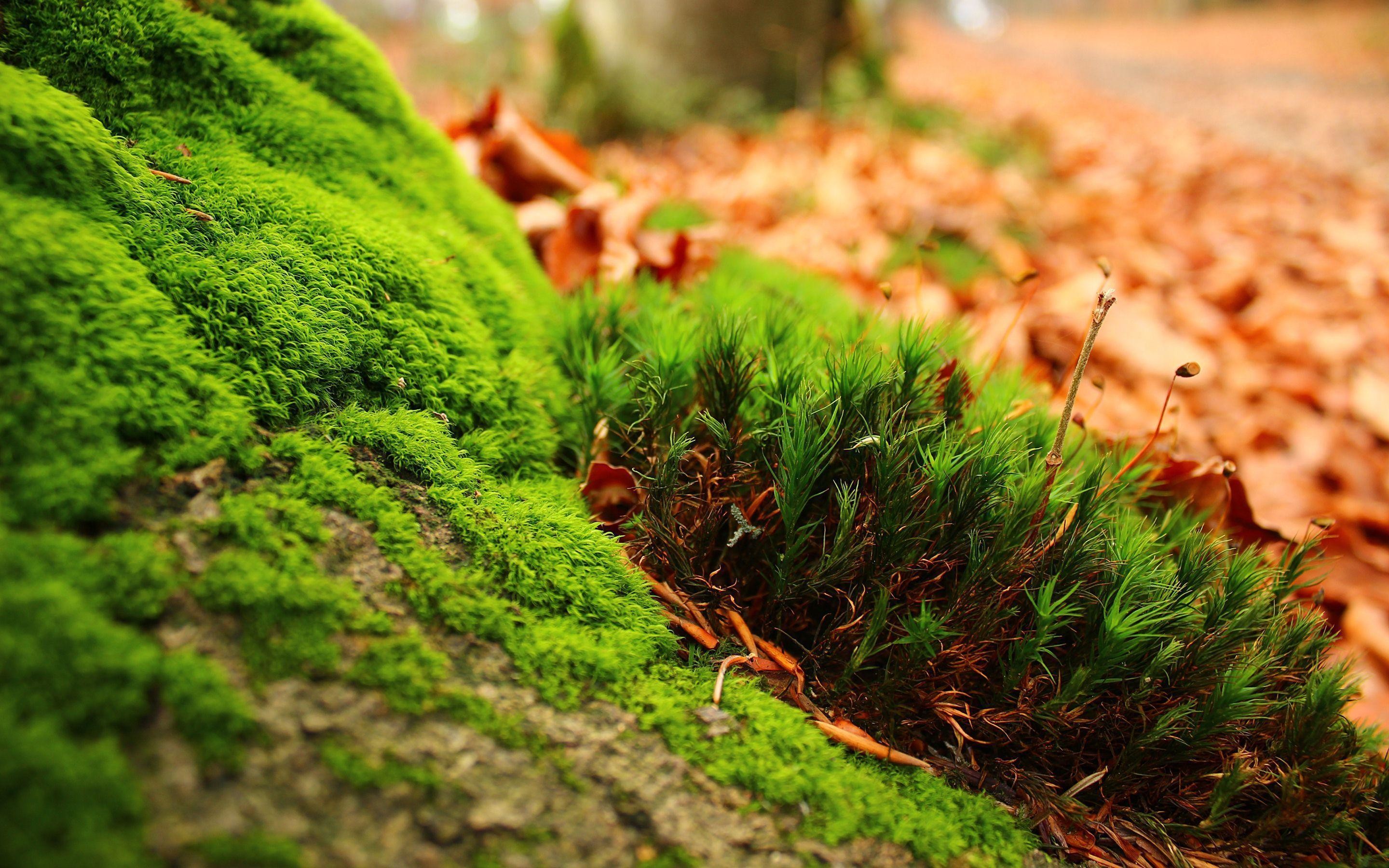 Muschio, Foglie secche, Macro, Verde, 2K, sfondo desktop