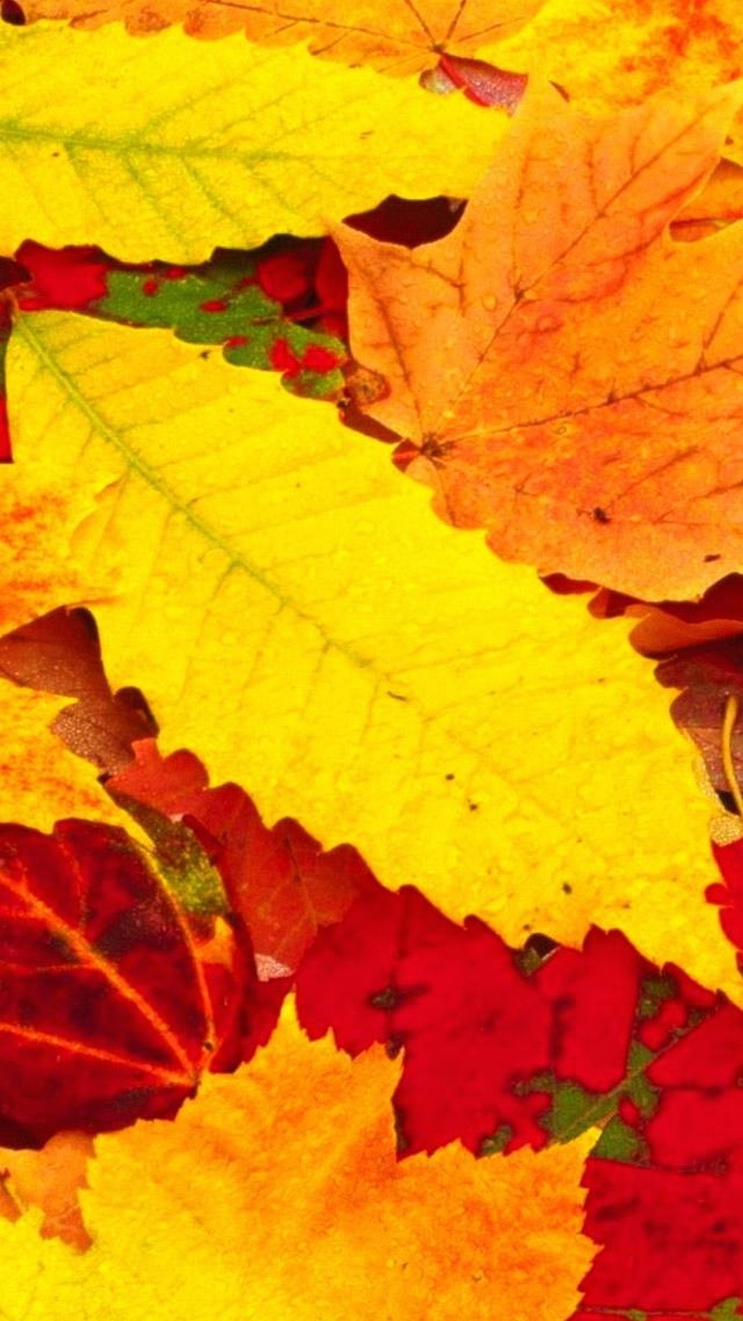 Foglie autunnali, Autunno, Giallo, Rosso, schermata di blocco Samsung S4