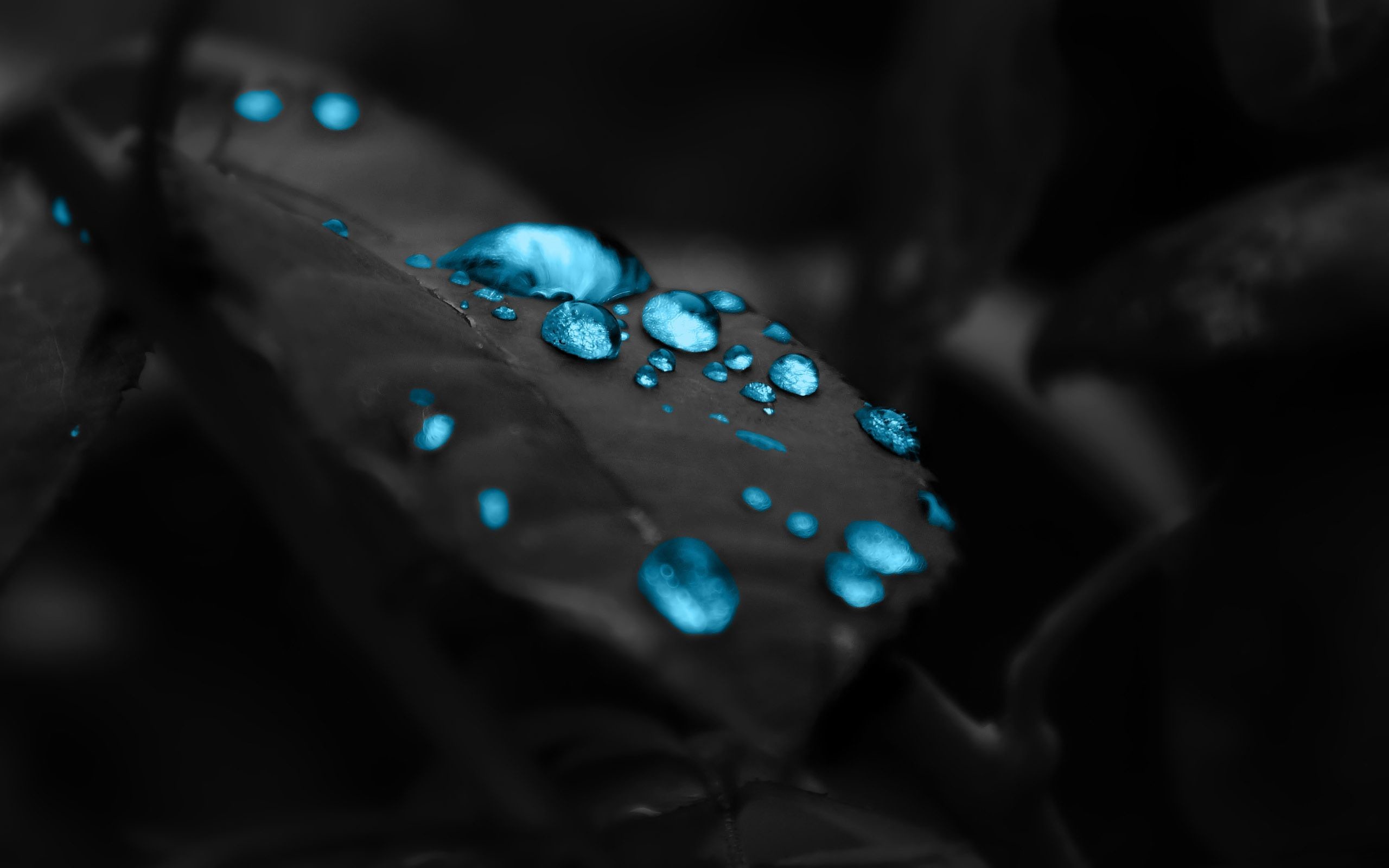 Gocce d'acqua, Foglia, Colore selettivo, Macro, 2K, sfondo per portatile