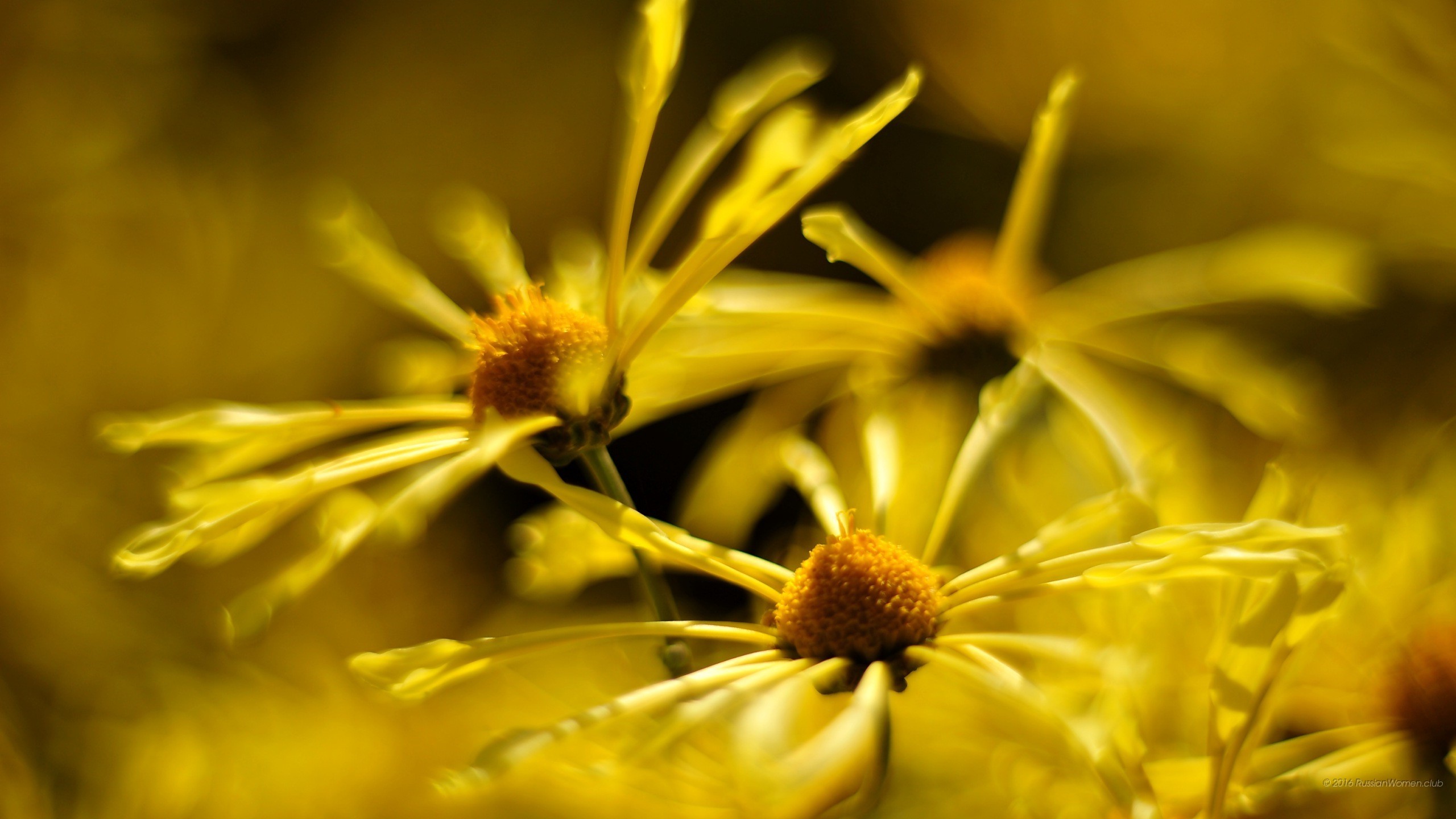 Fiori gialli, Macro, 2K, sfondo per il tuo desktop