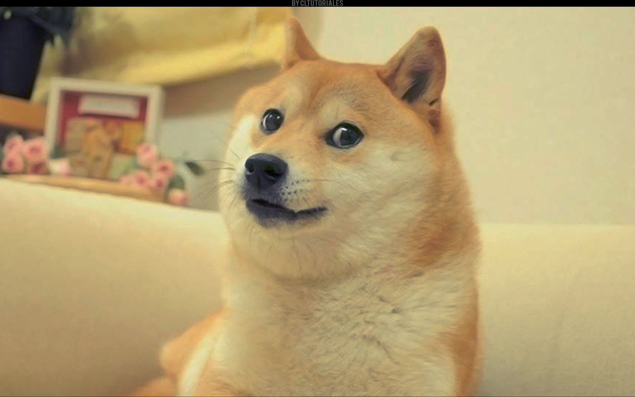 Doge, Kabosu, Shiba Inu, Primo piano, 2K, sfondo per portatile