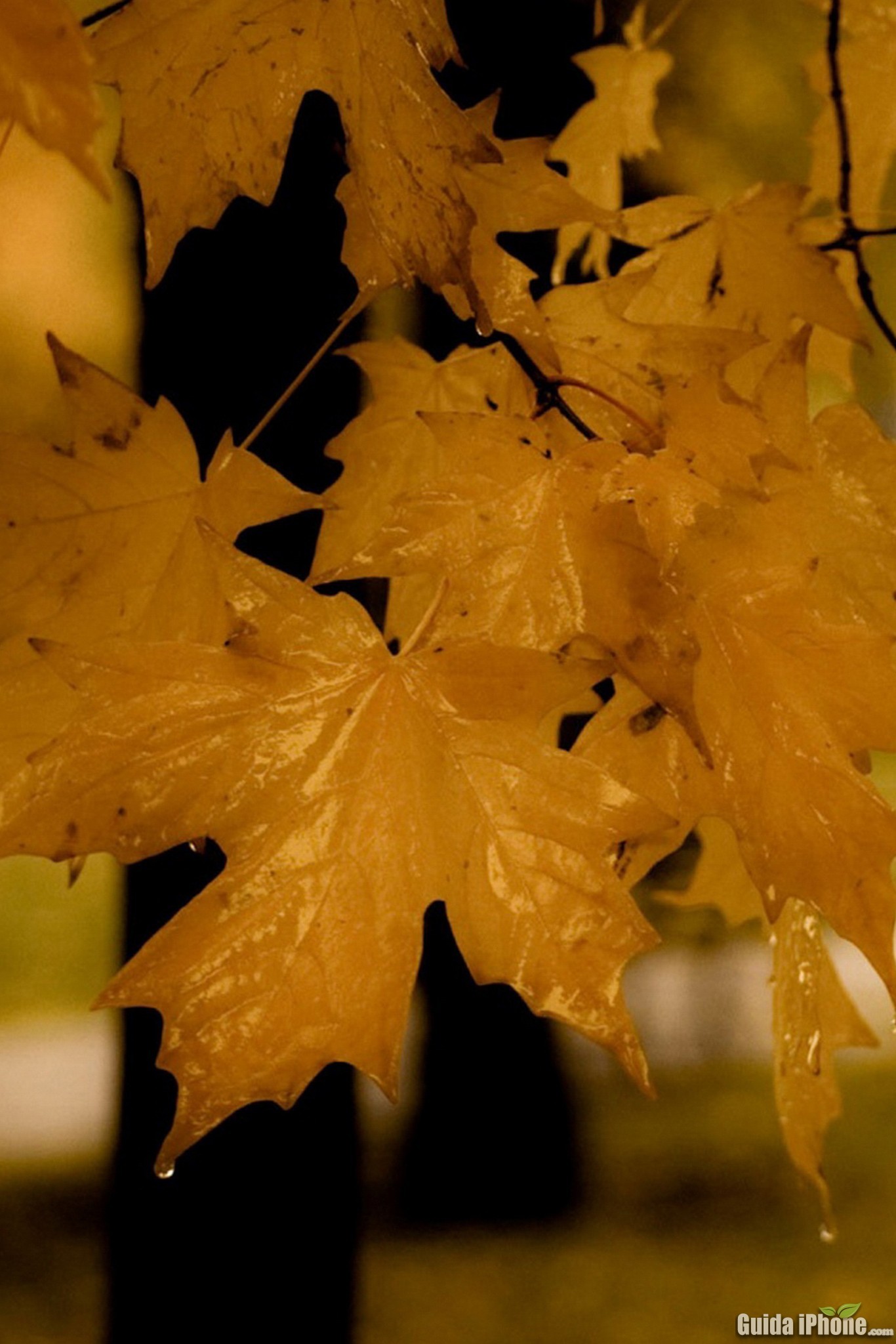 Foglie d'acero, Autunno, Giallo, sfondo per iPhone 4S
