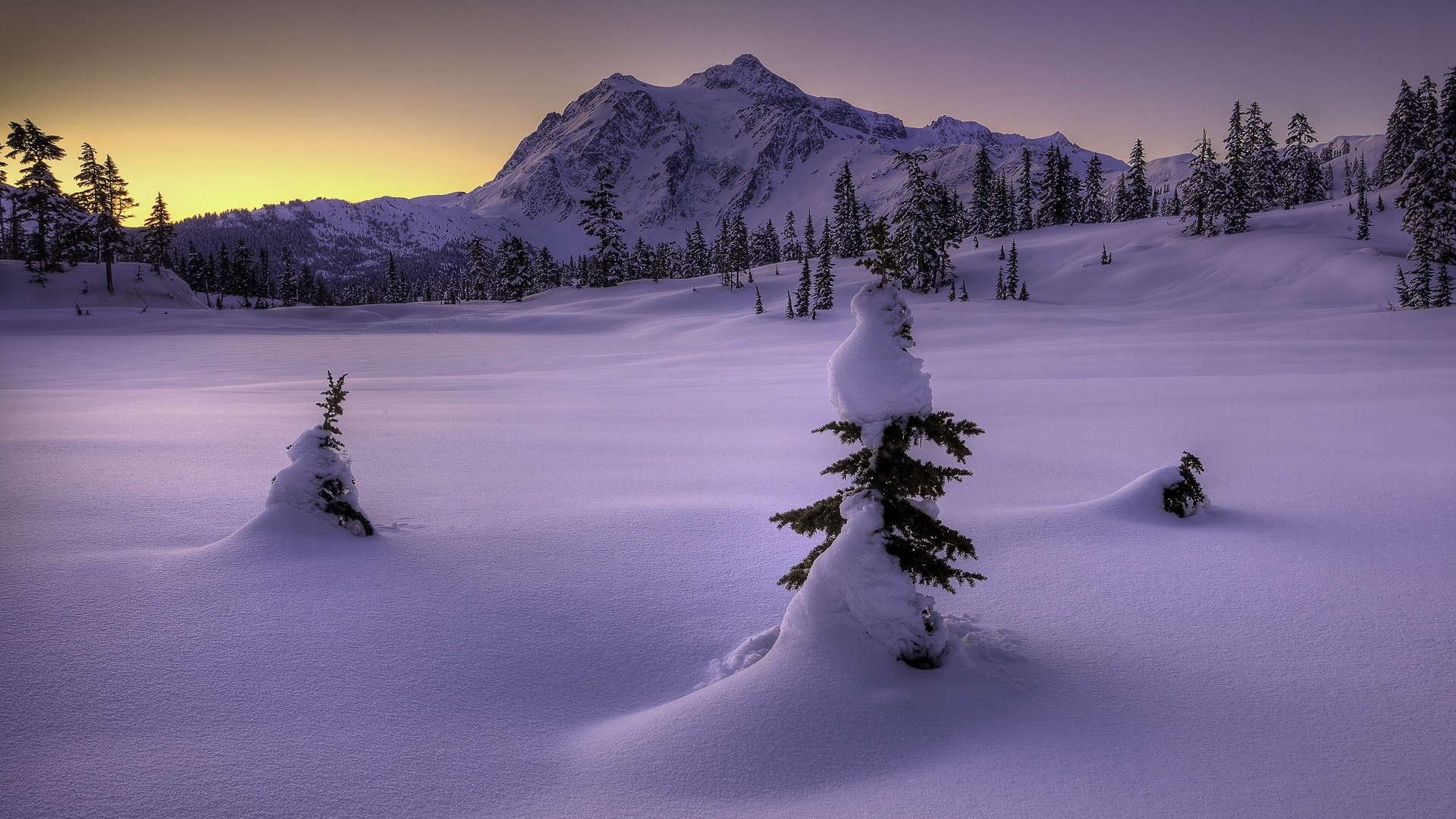 Monte Shuksan, Neve, Abeti, Tramonto, Full HD, sfondo per il tuo desktop