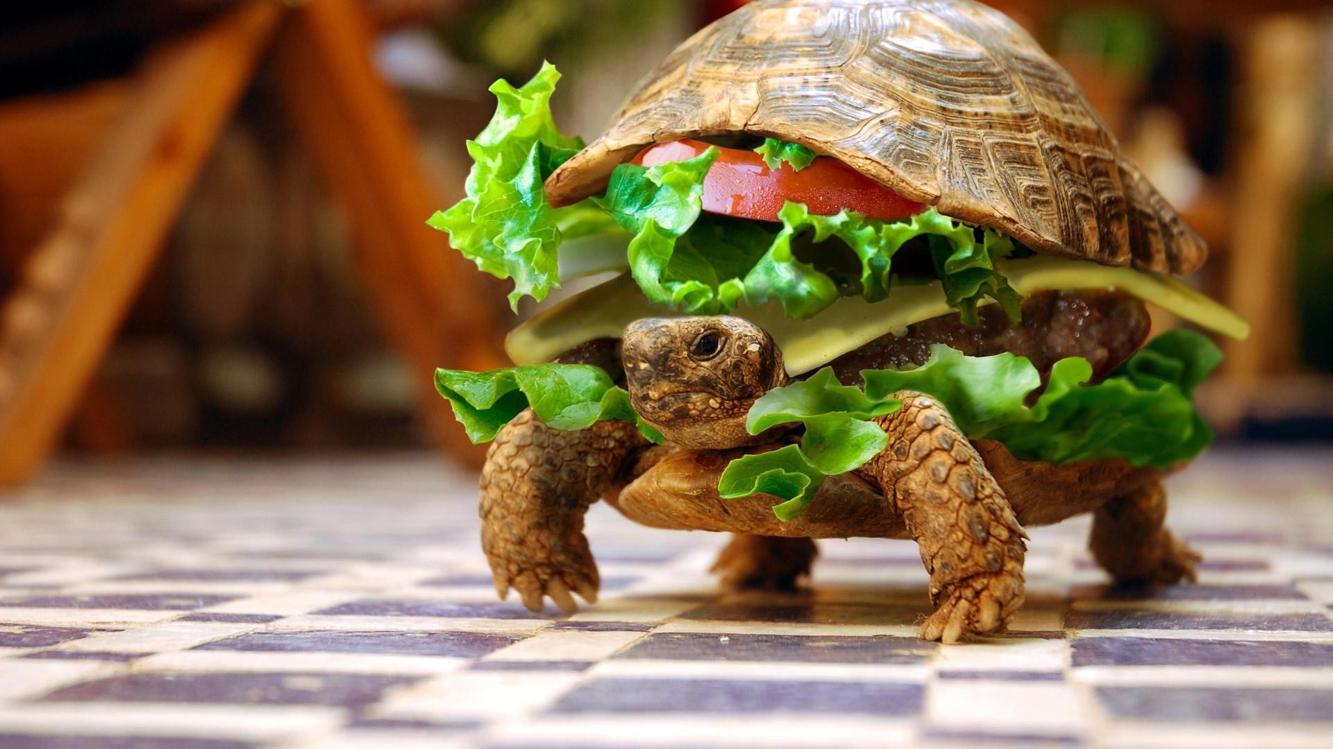 Tartaruga, Hamburger, Fotomontaggio, Umorismo, Full HD, sfondo PC