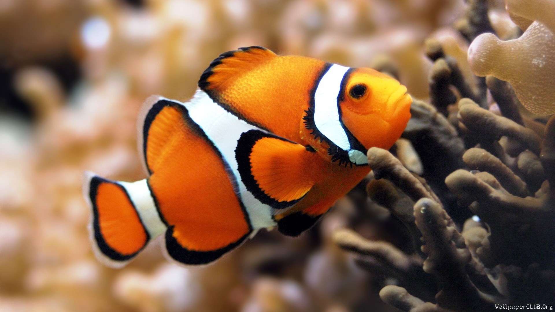 Pesce pagliaccio, Corallo, Fondale marino, Full HD 1080p, sfondo desktop