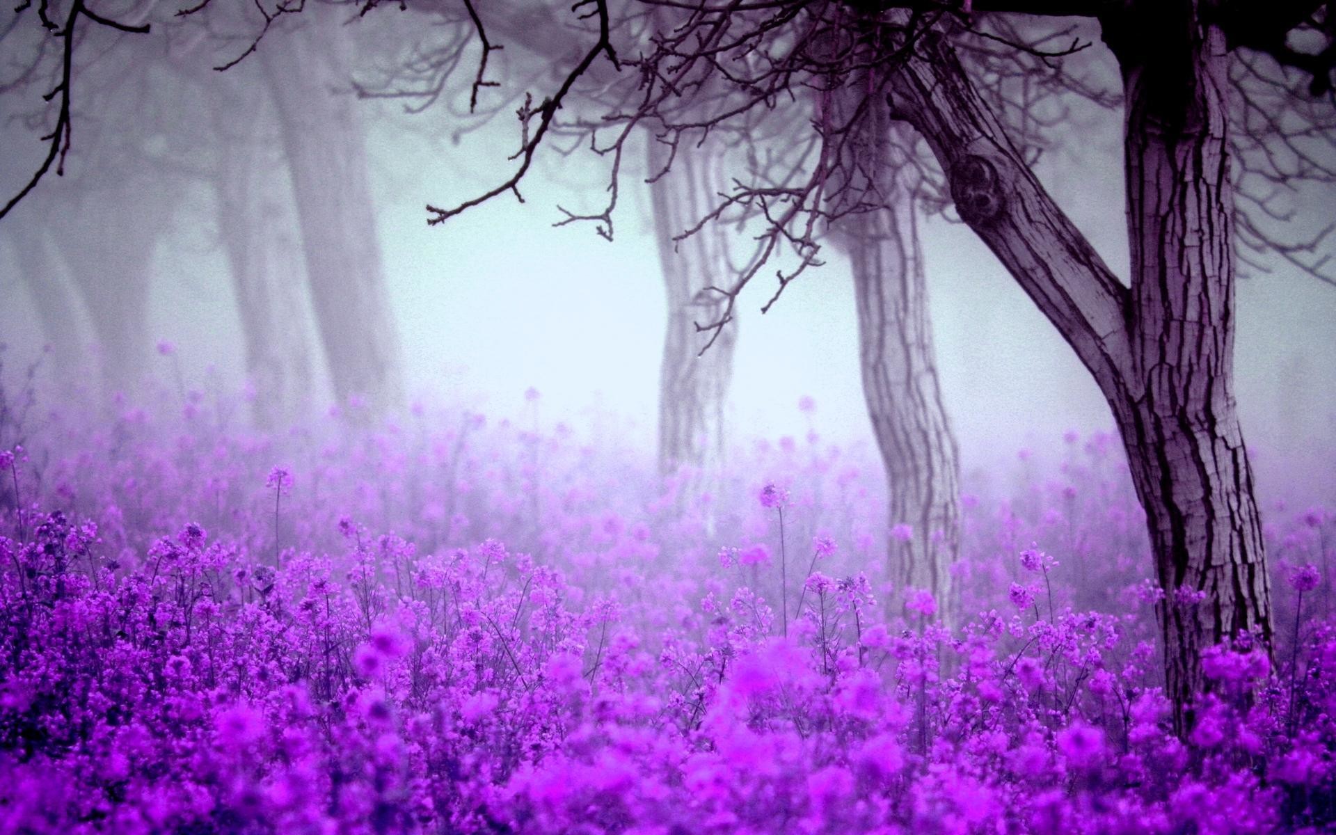 Campo di fiori viola, Alberi, Nebbia, Viola, Paesaggio, Full HD, sfondo Windows 11