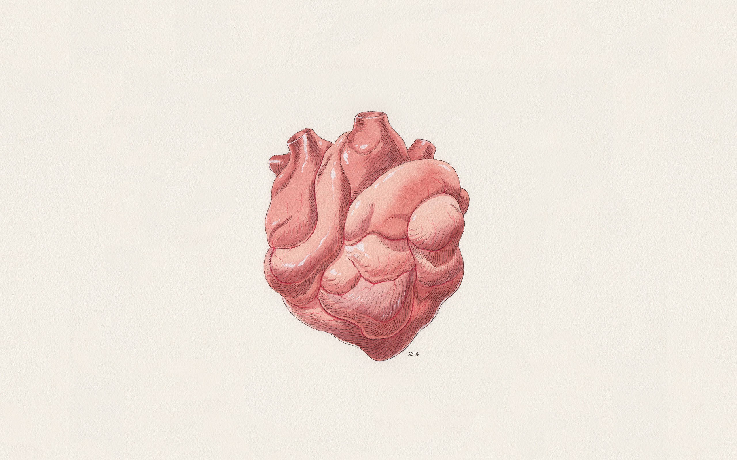 Cuore umano, Illustrazione anatomica, Minimalismo, 2K 1600p, sfondo desktop