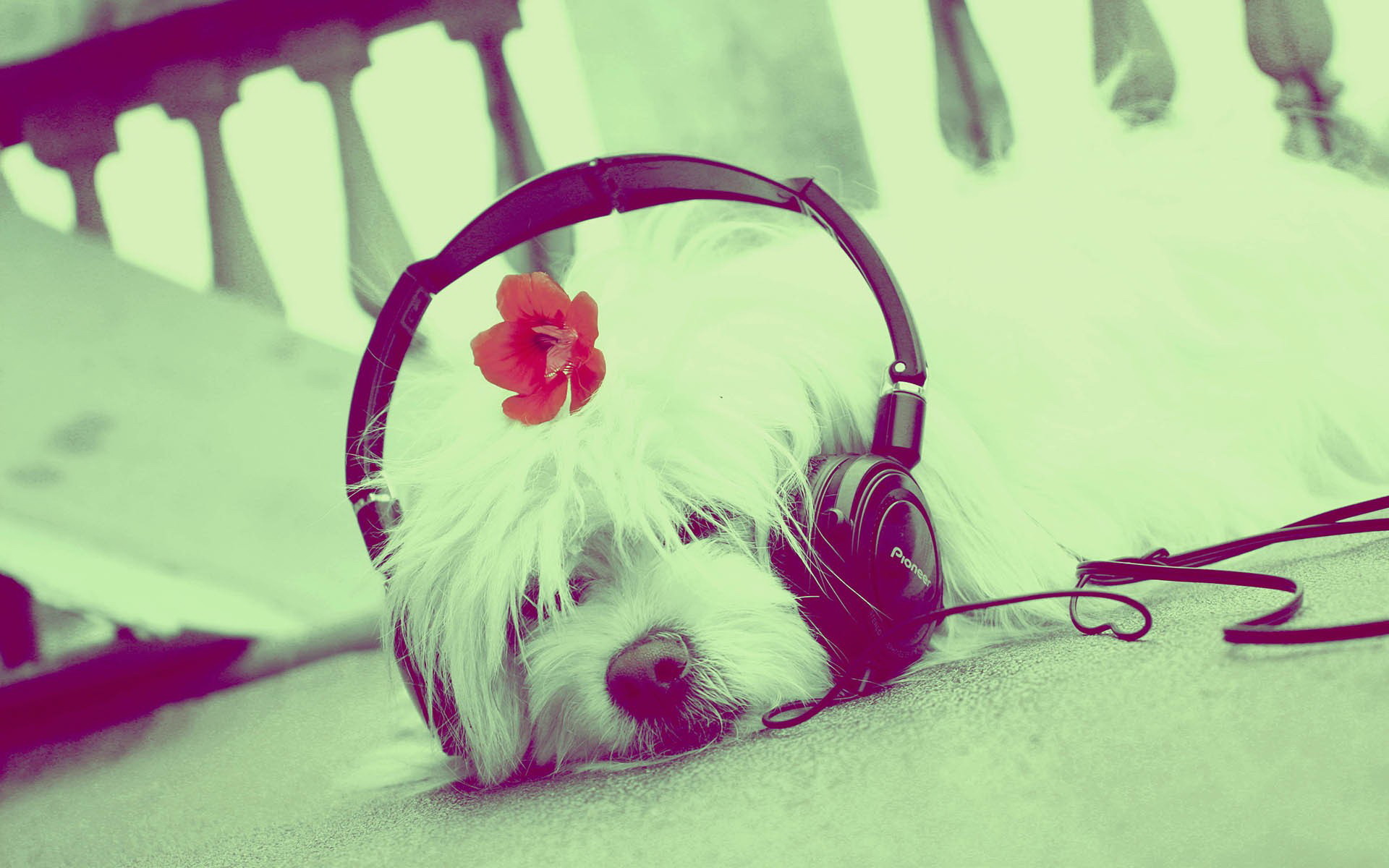 Cane con cuffie, Maltese, Fiore, Toni pastello, Full HD, sfondo per portatile