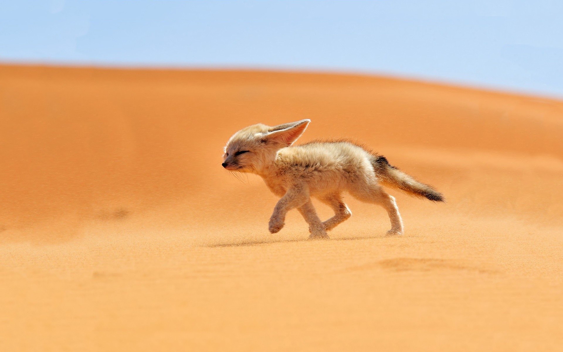 Fennec, Volpe del deserto, Dune di sabbia, Animale, 16:10 Full HD, sfondo widescreen