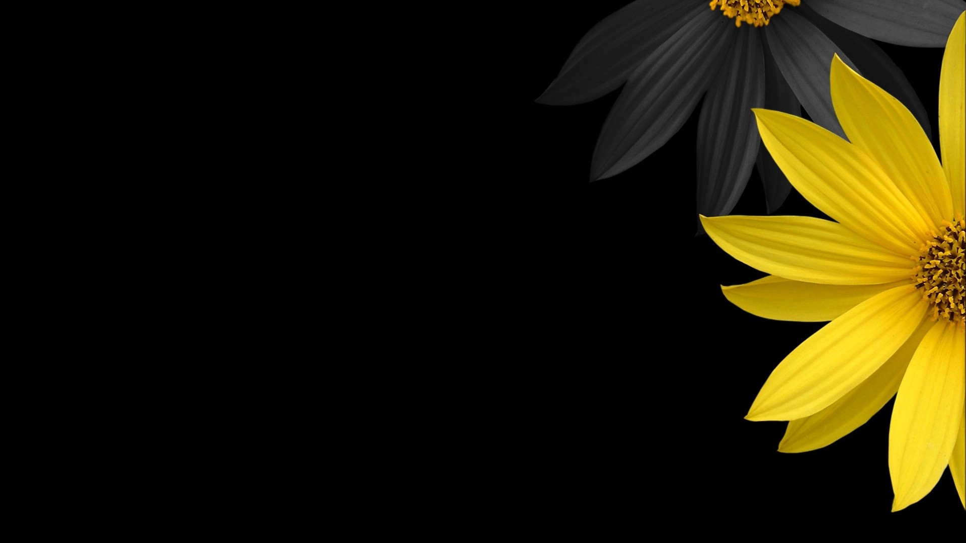 Fiore giallo, Sfondo nero, Contrasto, 1920x1080, wallpaper desktop