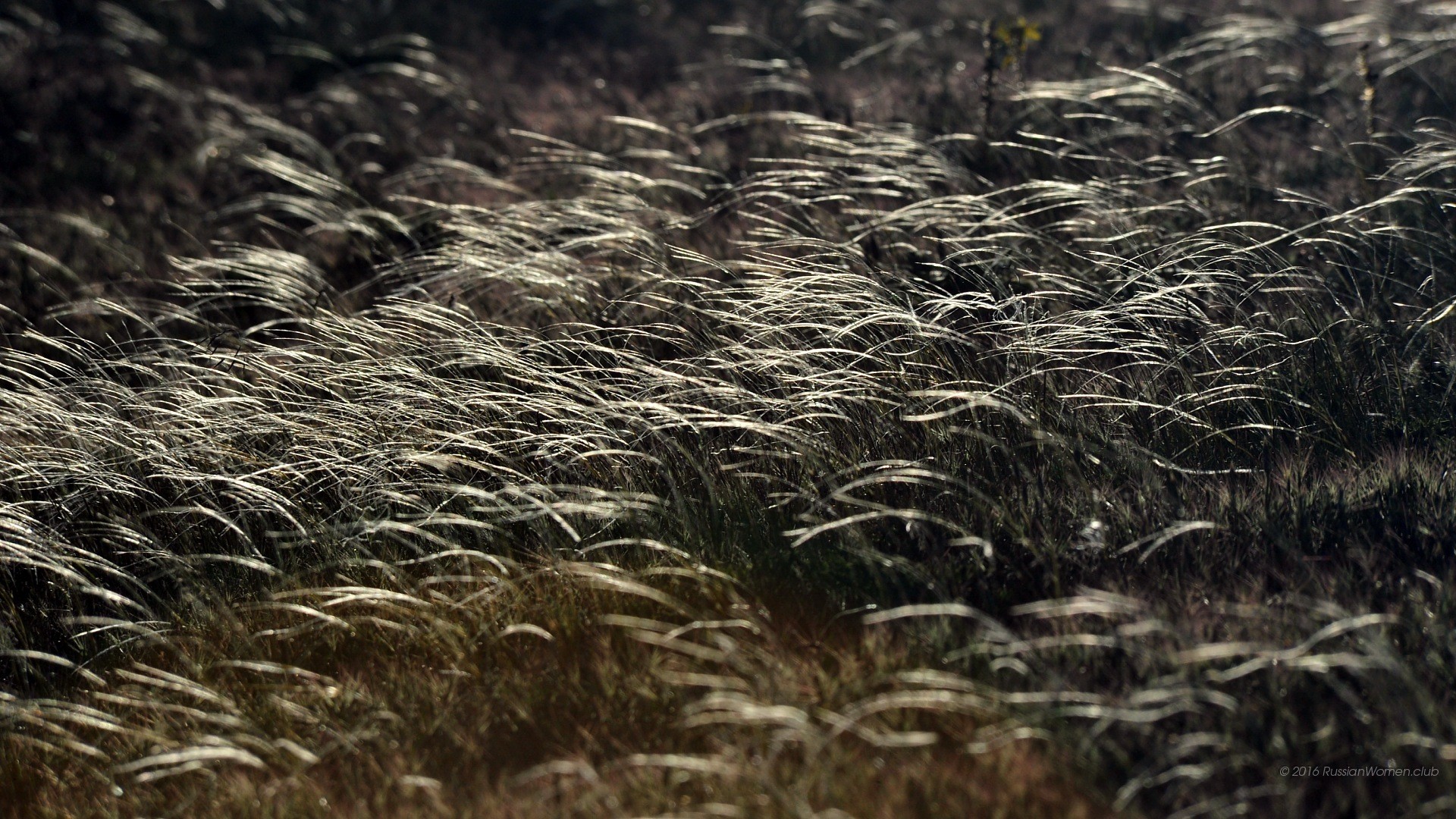 Erba, Prato, Vento, Natura, Full HD, sfondo per PC