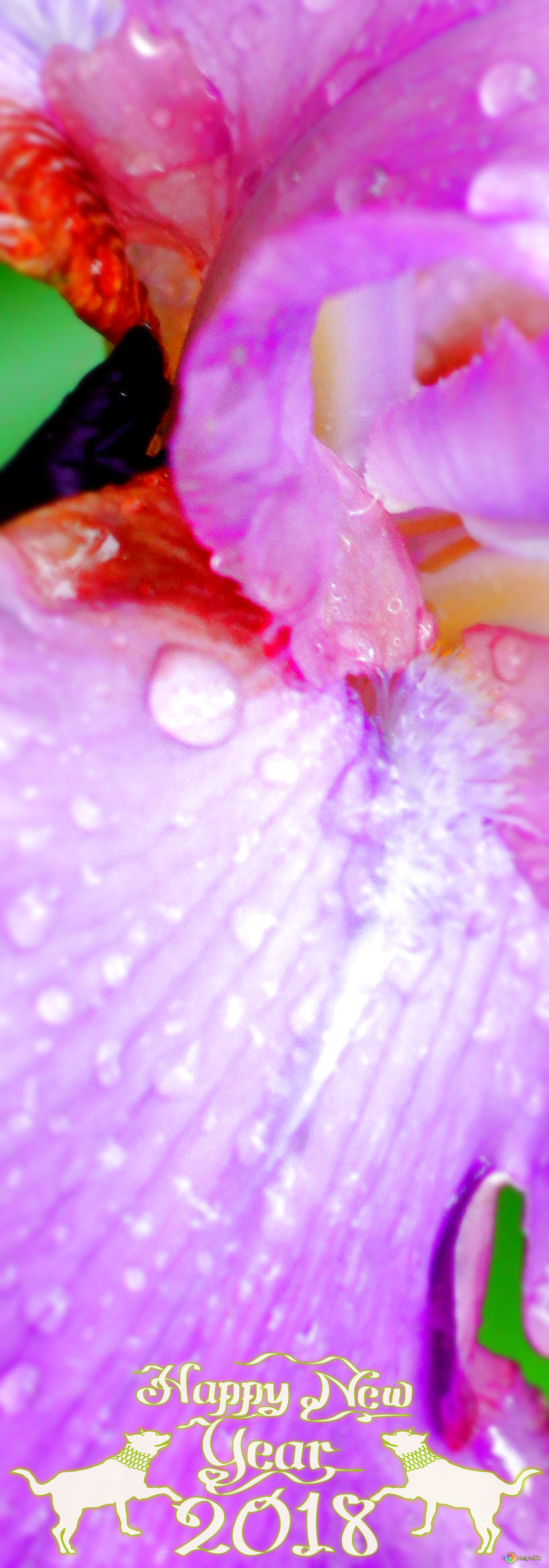 Iris, Petali viola, Macro, Happy New Year 2018, Full HD, sfondo per smartphone