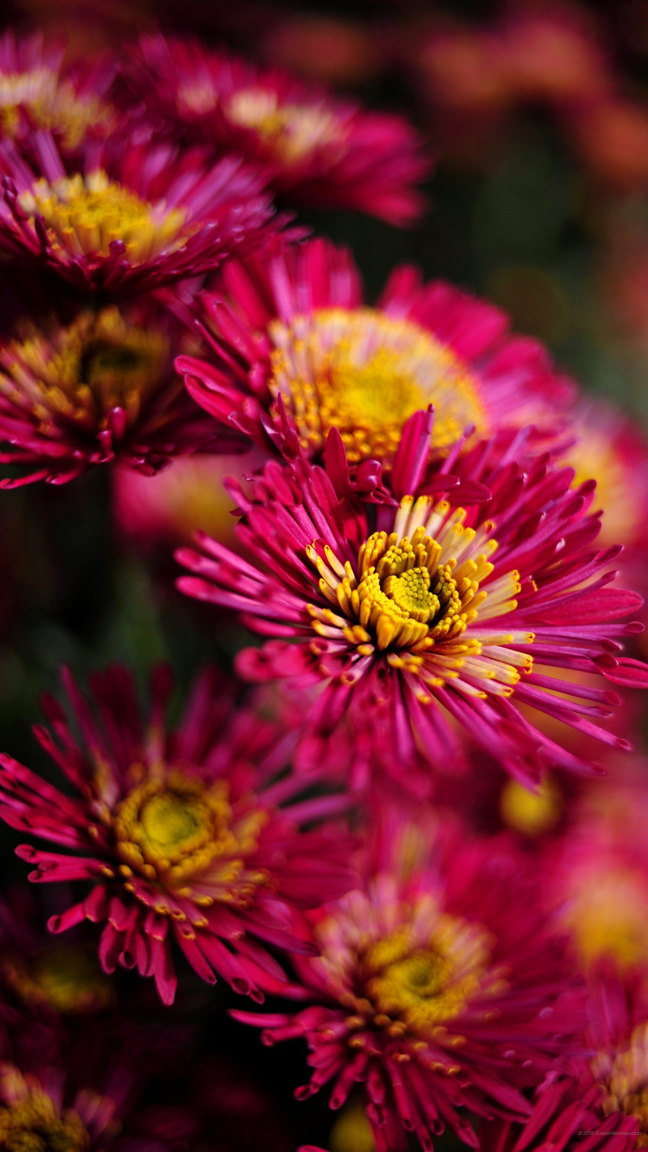 Crisantemi, Fiori fucsia, Primo piano, QHD+, schermata di blocco del cellulare