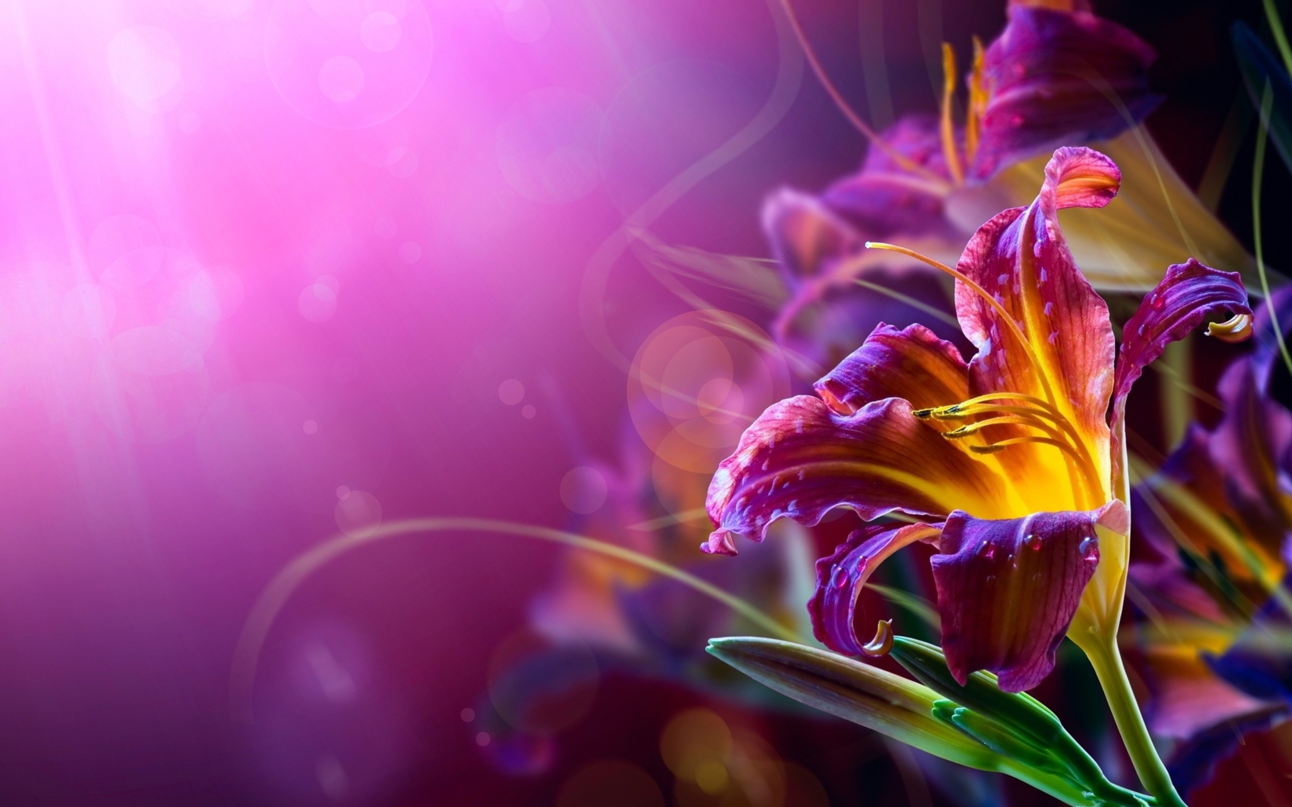Giglio, Fiore viola, Arte digitale, Bokeh, 2K, wallpaper per portatile