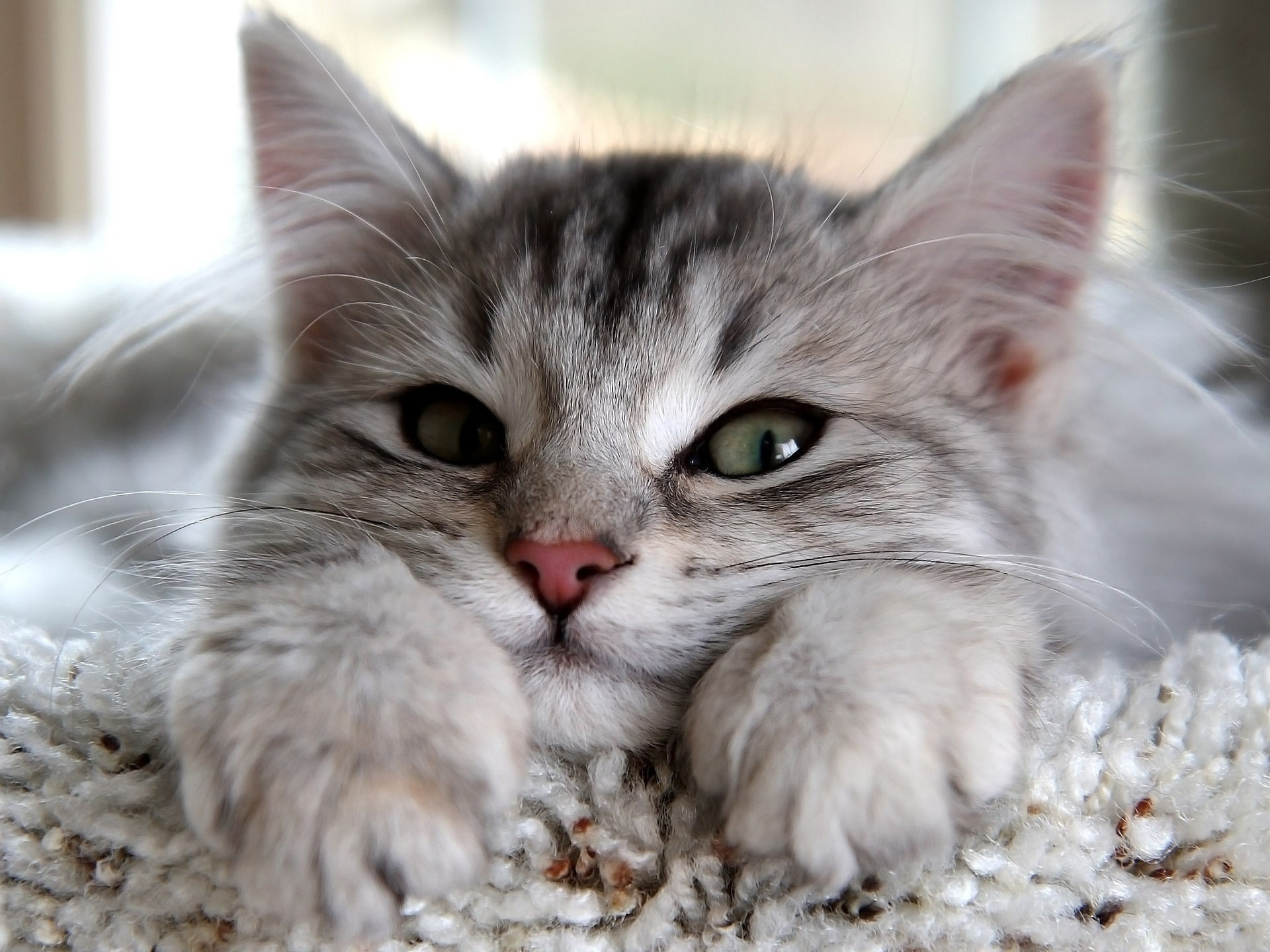 Gattino, Gatto tigrato, Sdraiato, Tappeto, Full HD, sfondo per iPad e tablet