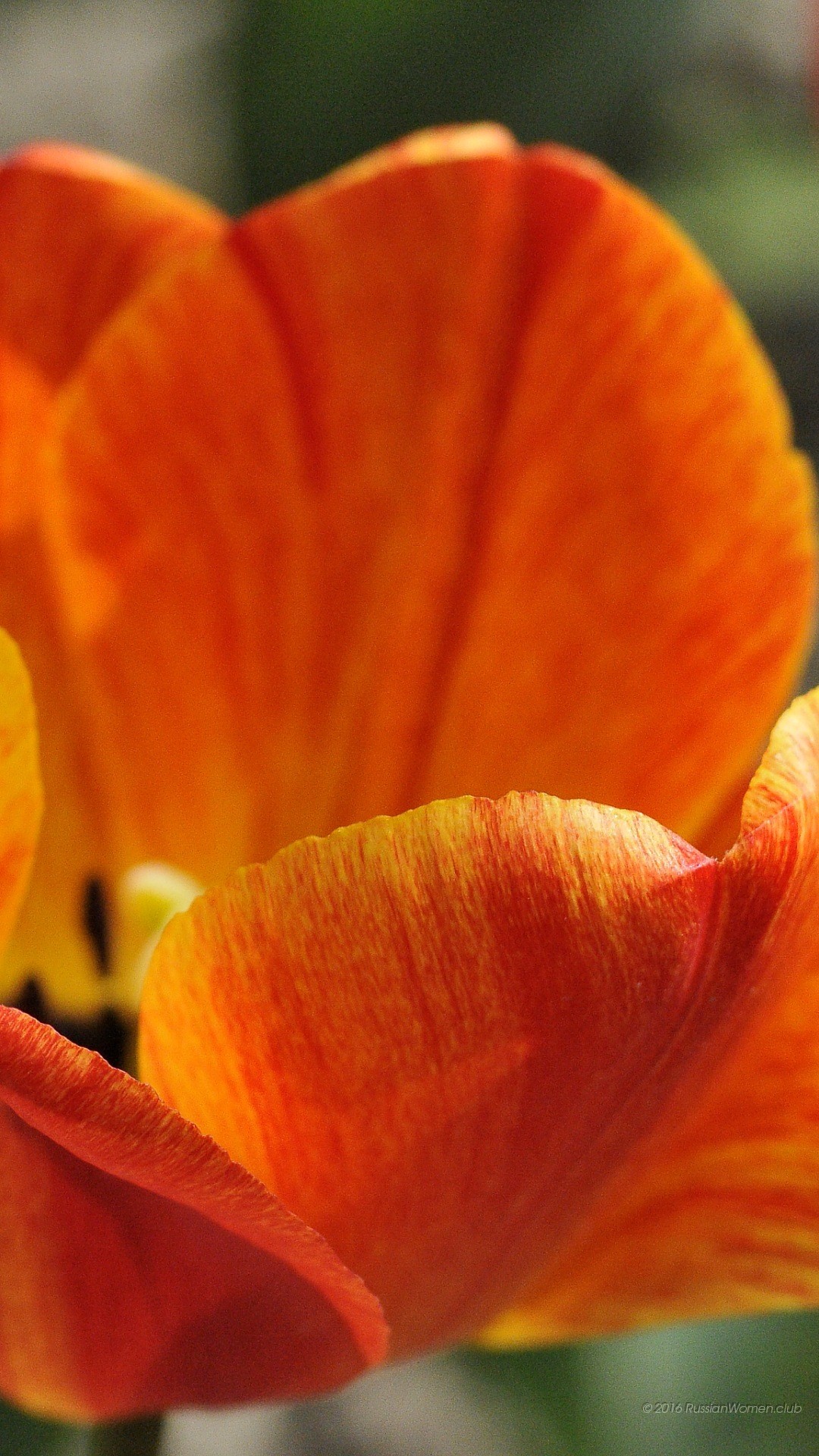 Tulipano arancione, Fiore, Macro, Petali, wallpaper Asus Zenfone 3