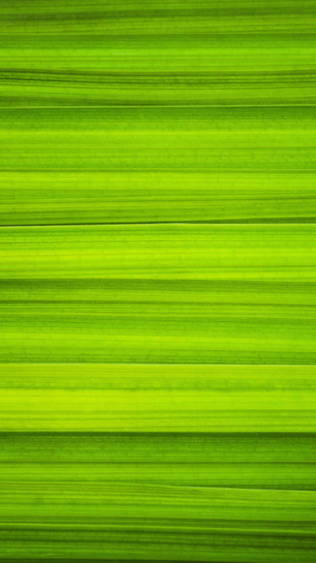 Foglia verde, Venature, Macro, Texture, immagine di sfondo LG G2