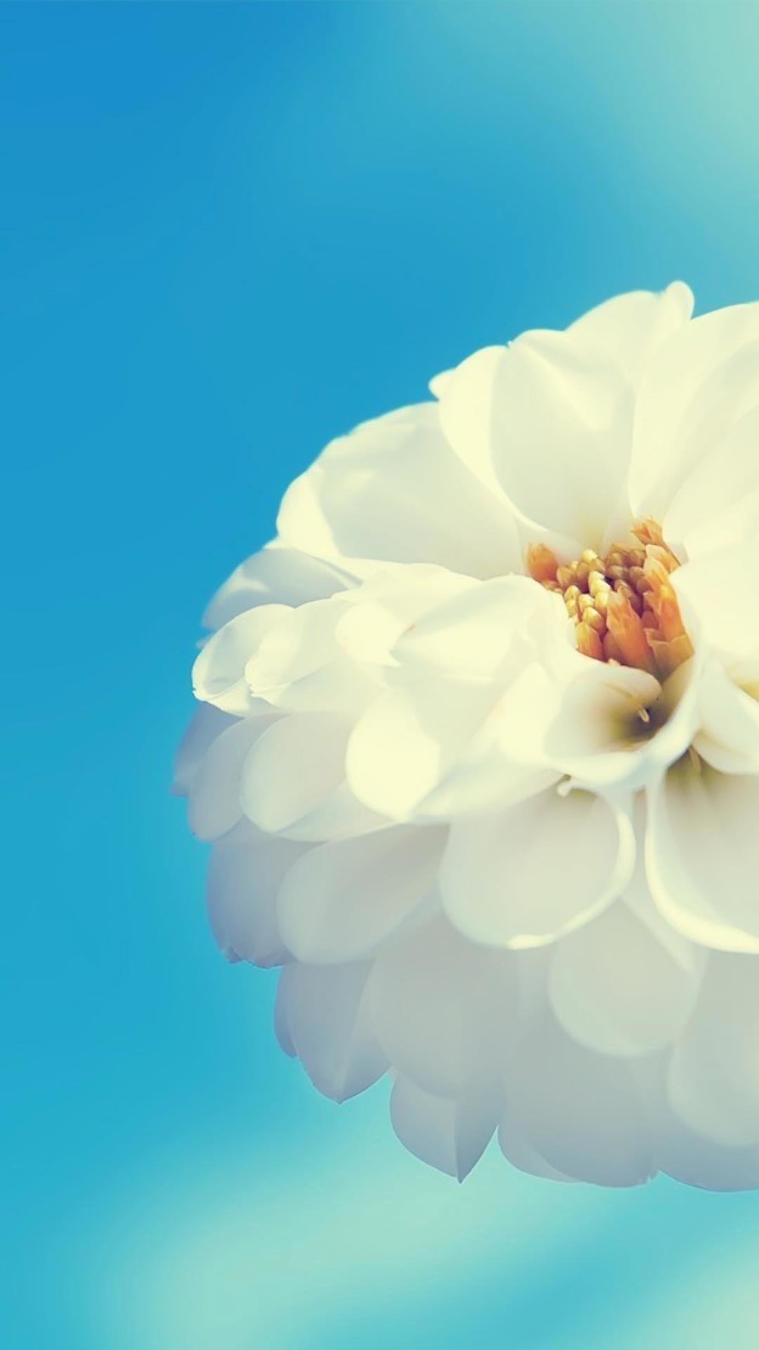Fiore bianco, Dalia, Cielo azzurro, Full HD, sfondo per smartphone