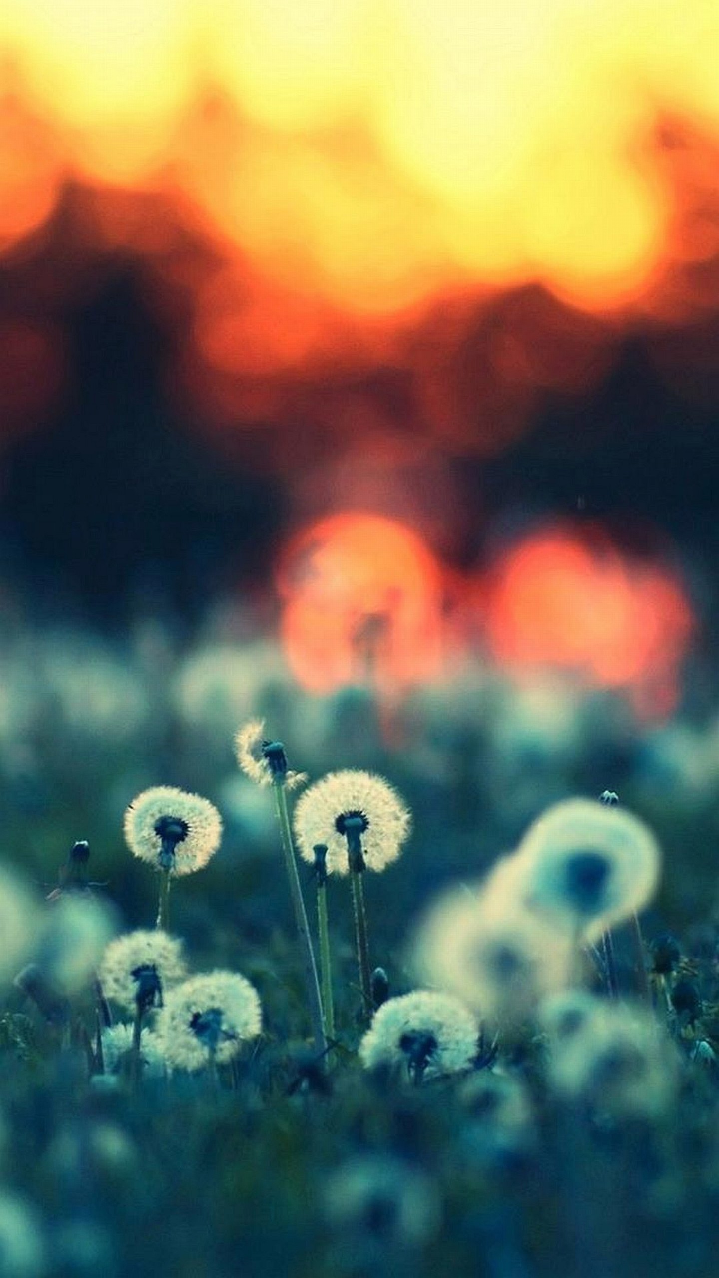 Fiori, Bokeh, Prato, Tramonto, Macro, schermata di blocco LG G3