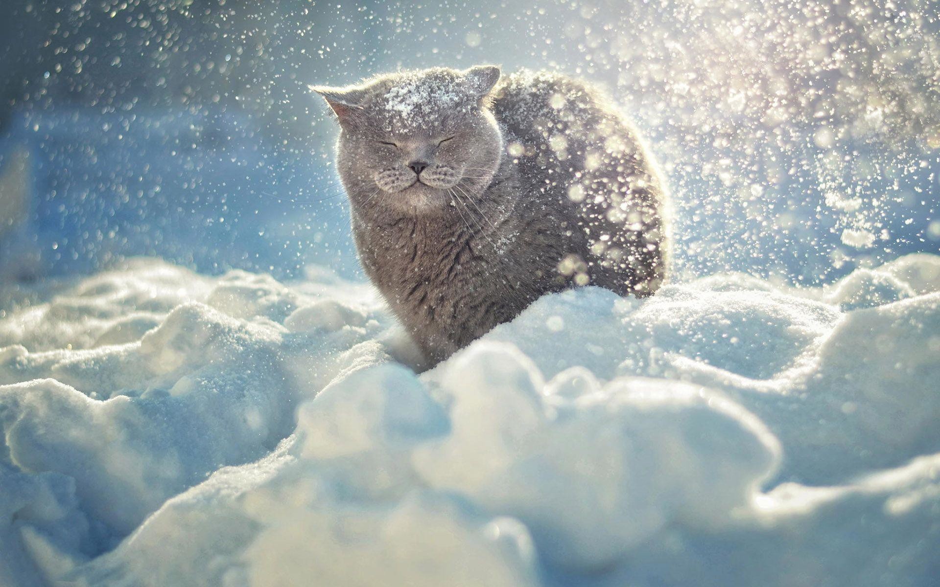 Gatto, Certosino, Nevicata, Neve, 16:10 Full HD, wallpaper widescreen