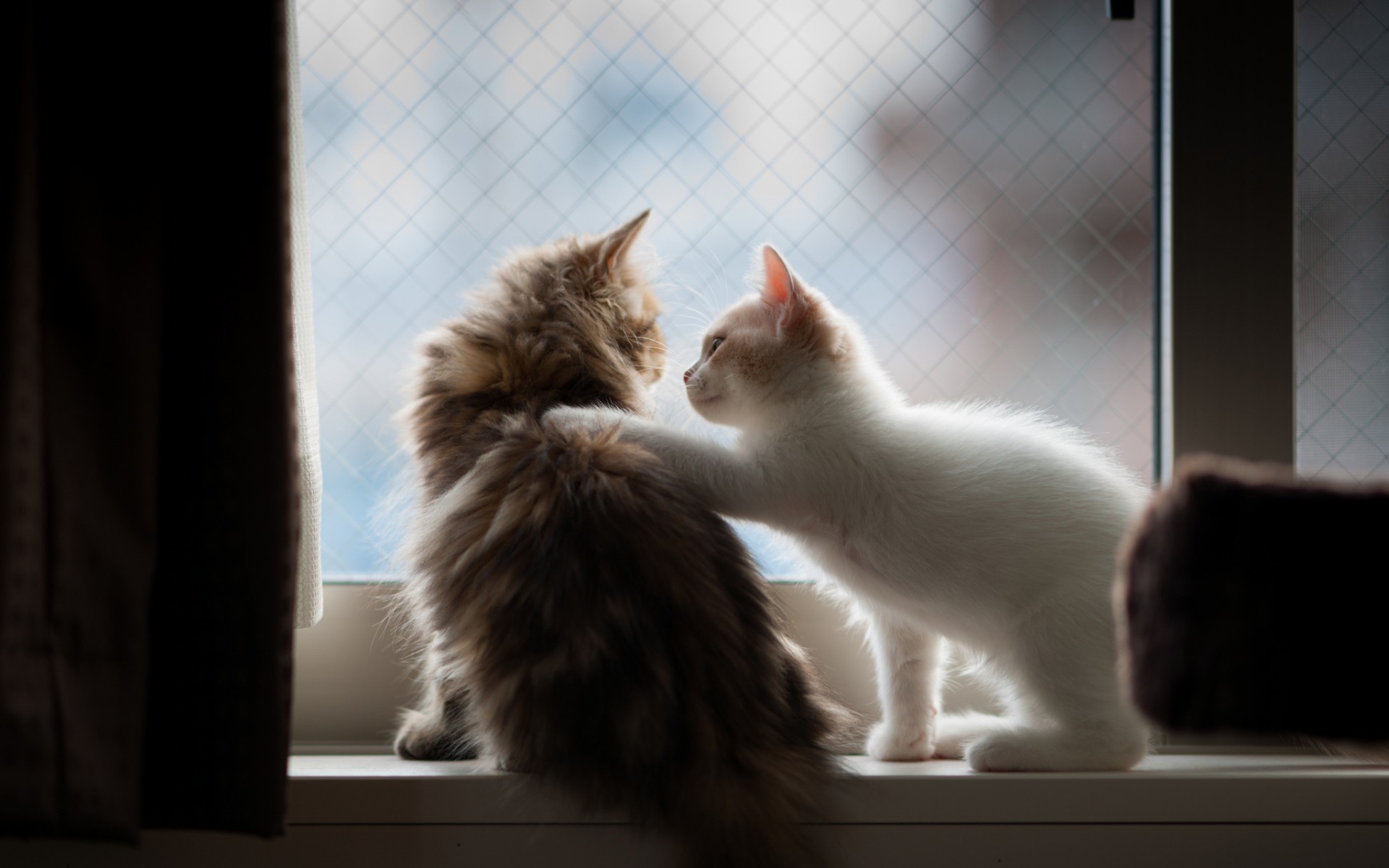 Gattini, Finestra, Abbraccio, Amicizia tra animali, 1920x1200, sfondo MacBook Pro