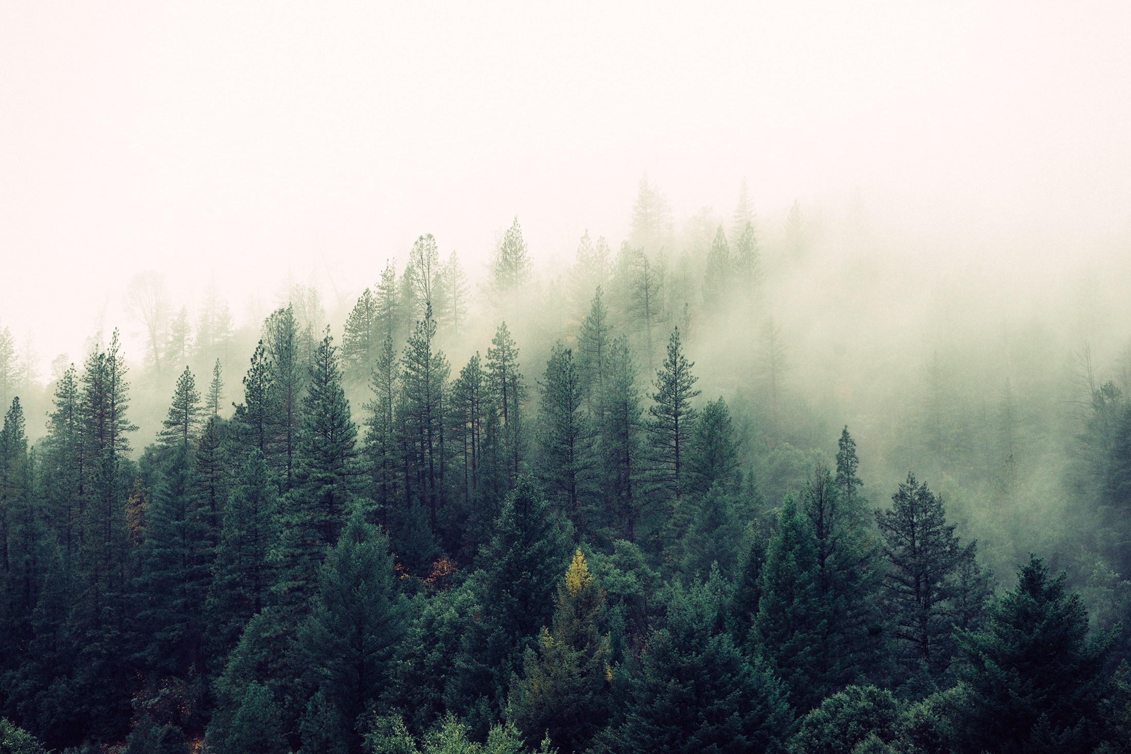 Foresta, Nebbia, Abeti, Full HD, sfondo desktop