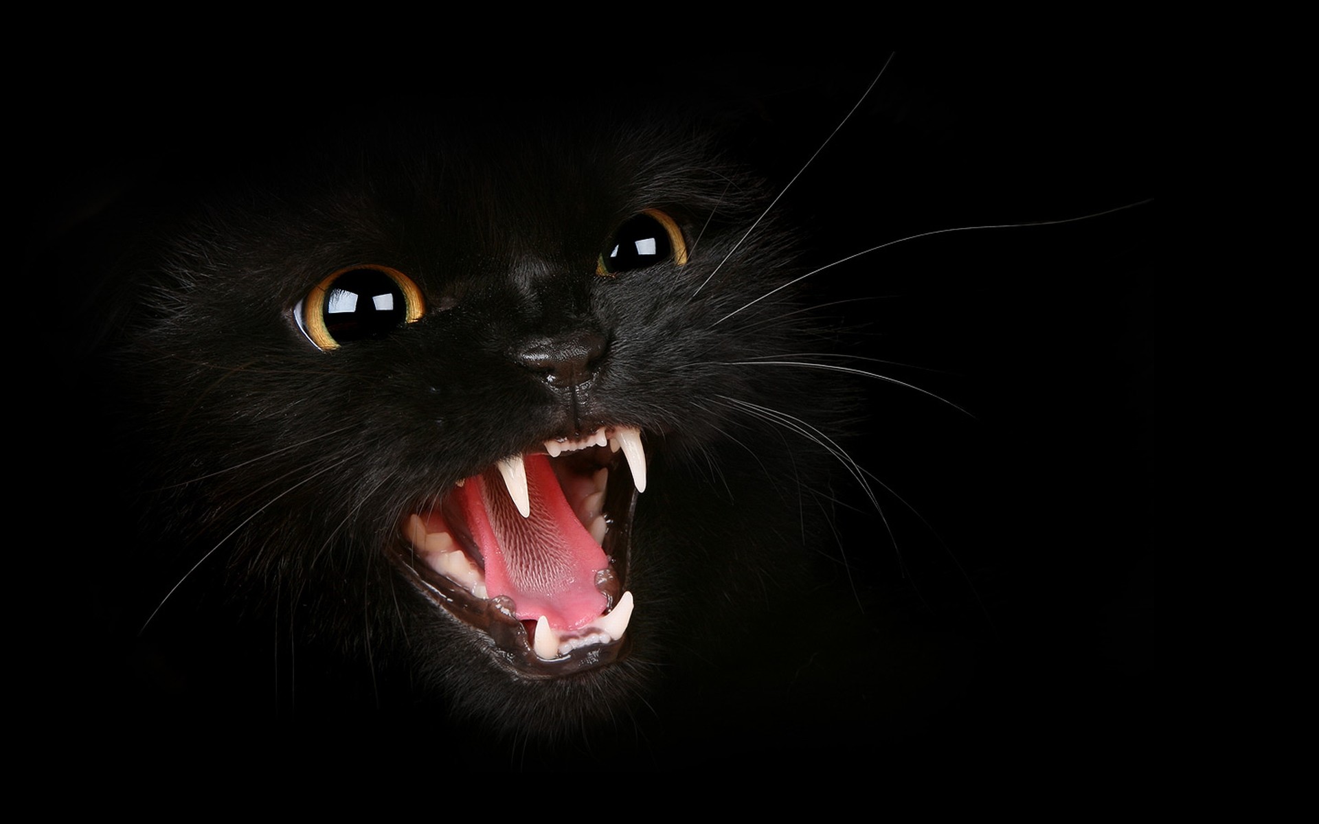 Gatto nero, Soffio, Zanne, Sfondo nero, Full HD, wallpaper desktop