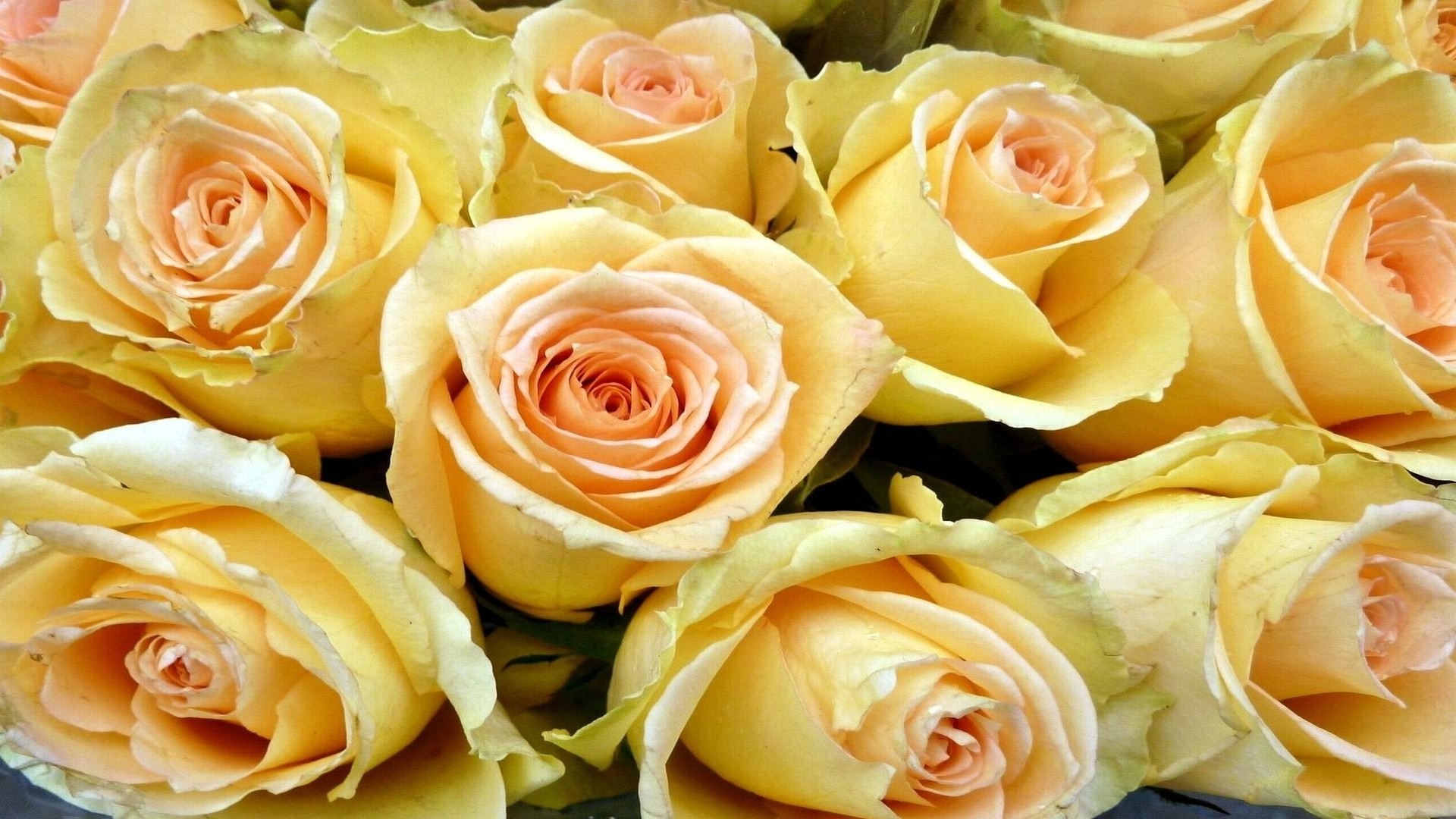 Rose gialle, Rose color crema, Mazzo di rose, Fiori, 1920x1080, sfondo per PC