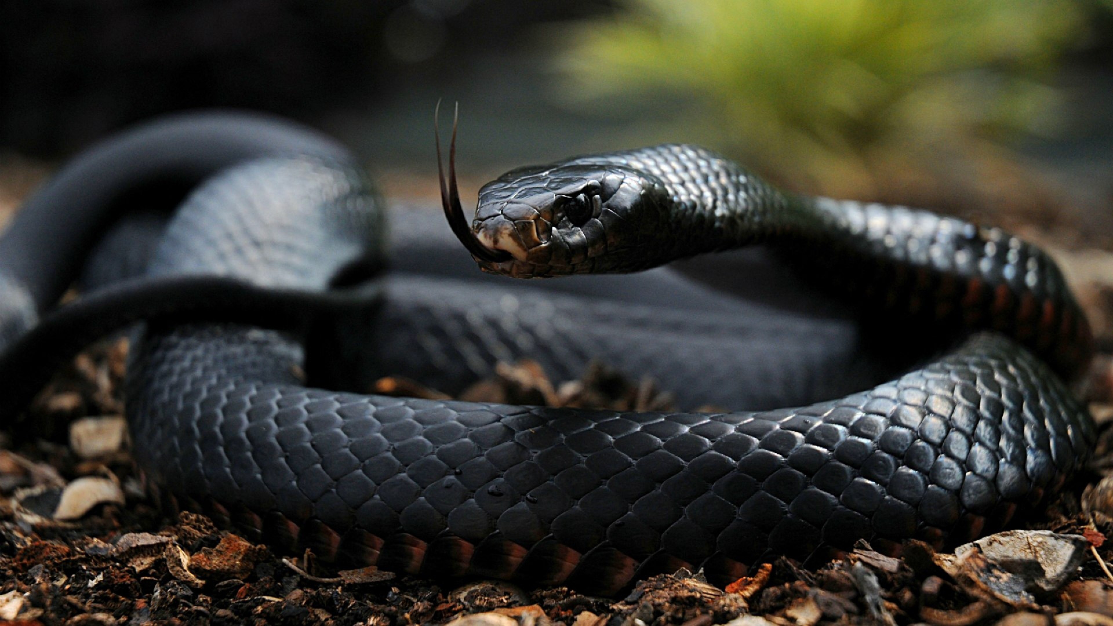 Serpente nero, Lingua biforcuta, Squame, Rettile, 4K, wallpaper desktop
