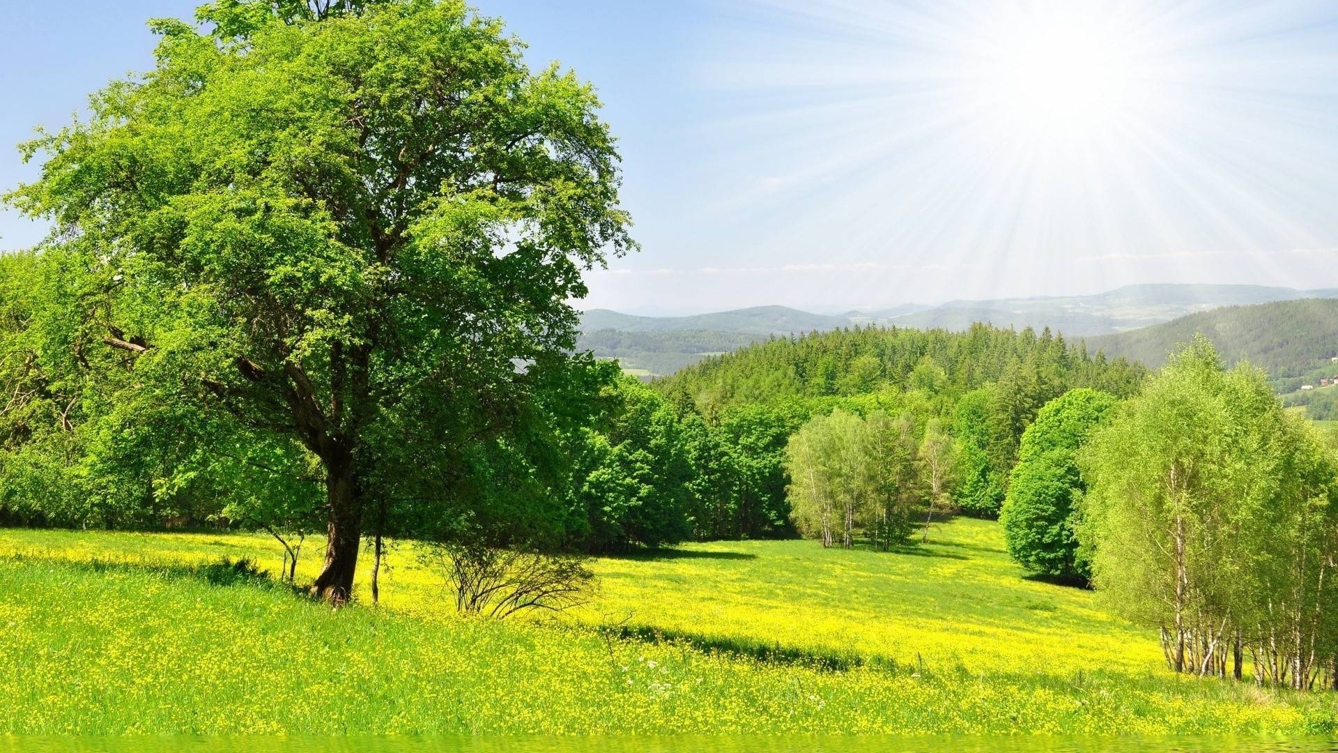 Albero, Prato fiorito, Luce del sole, Primavera, Full HD, sfondo per PC e portatile