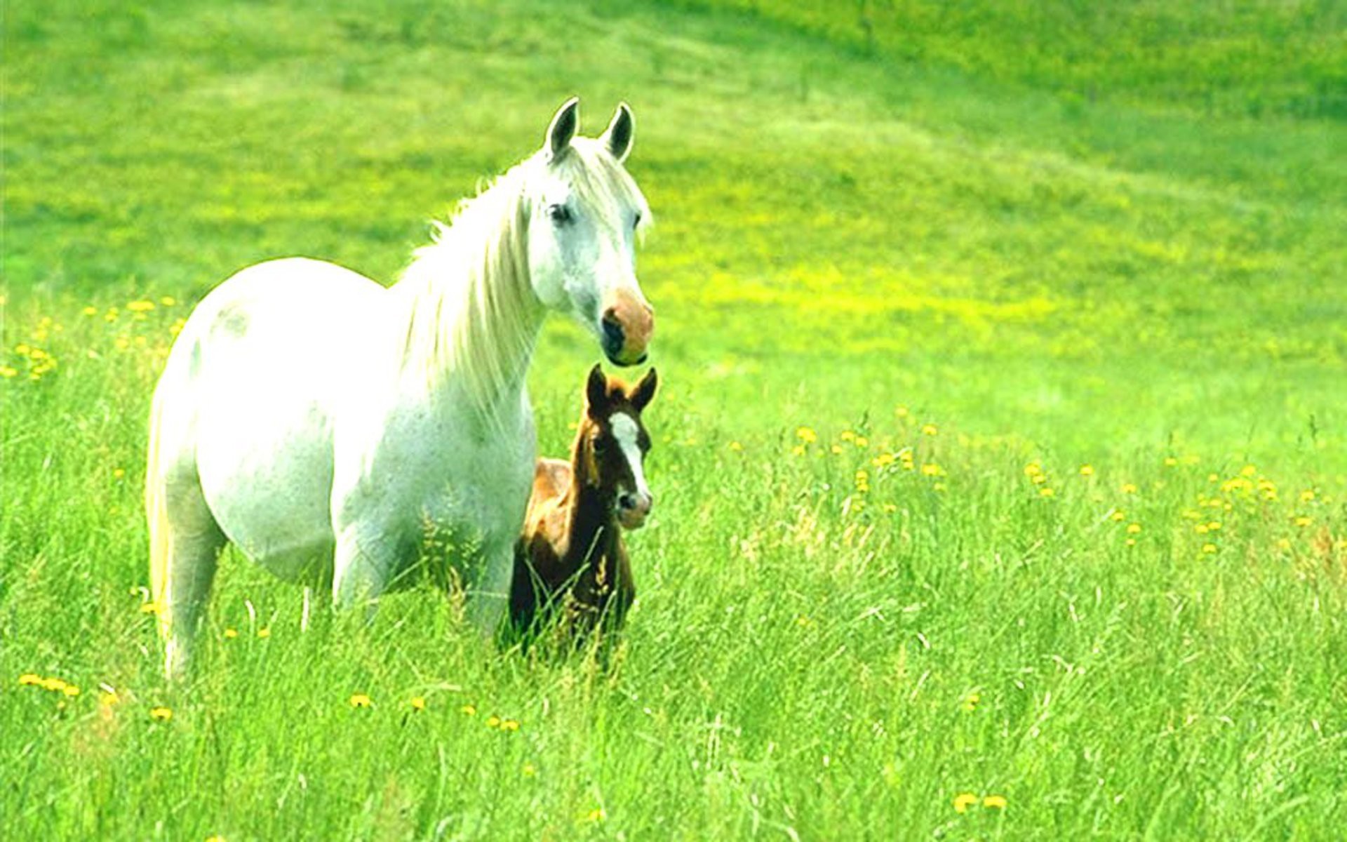 Cavallo bianco, Puledro, Prato verde, 1920x1200, immagine di sfondo