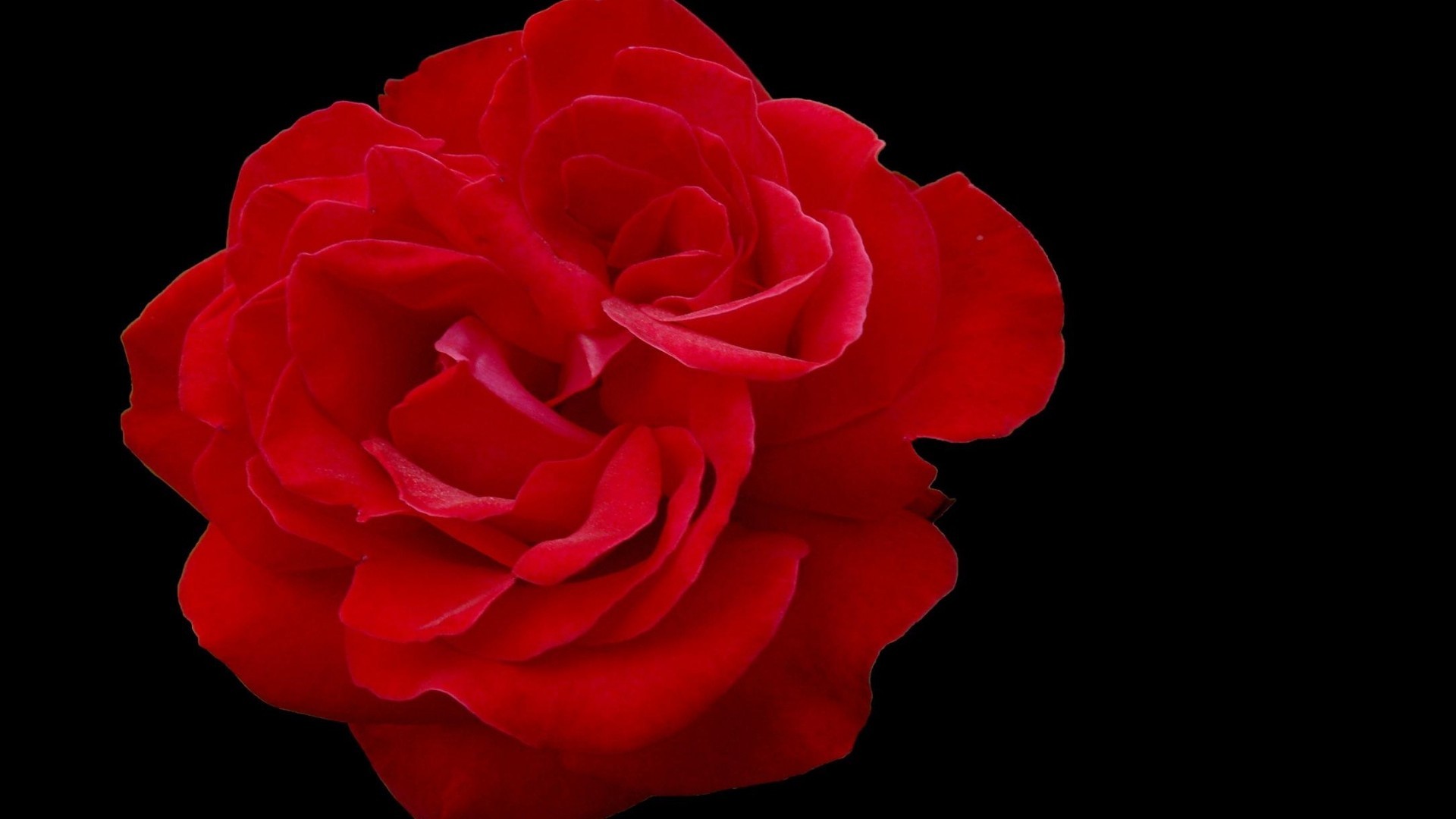 Rosa rossa, Sfondo nero, Petali, Fiore singolo, Full HD, wallpaper per PC