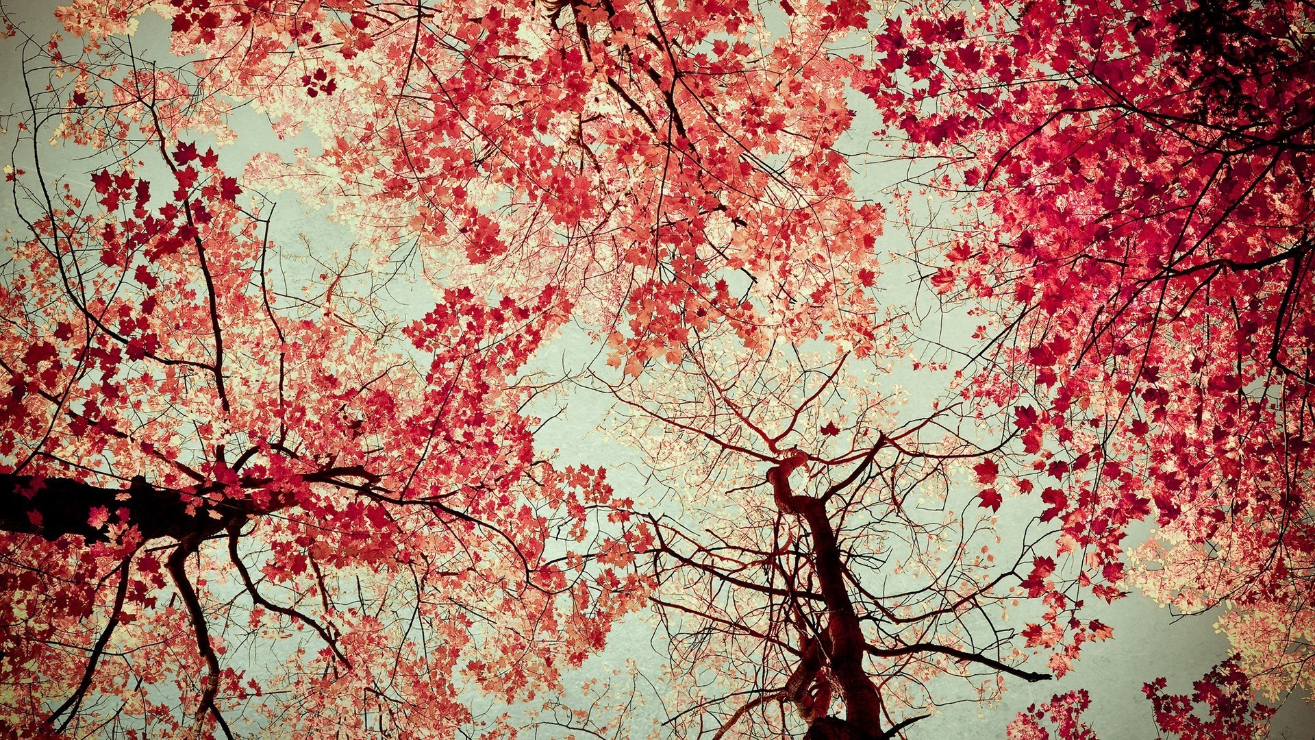 Albero in fiore, Rami, Rosa, Primavera, Full HD, sfondo desktop