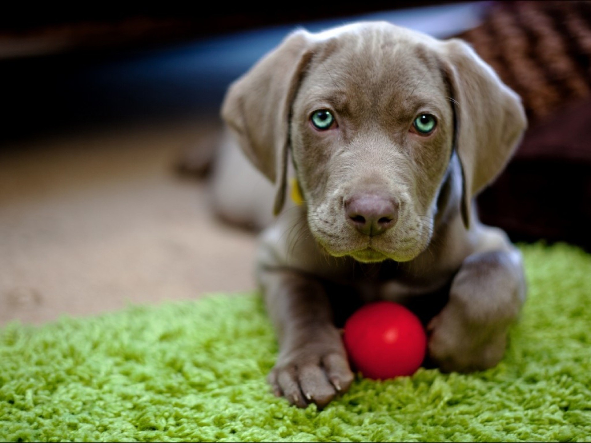 Weimaraner, Cucciolo, Palla rossa, Occhi azzurri, Animali, Full HD, sfondo per il tuo desktop