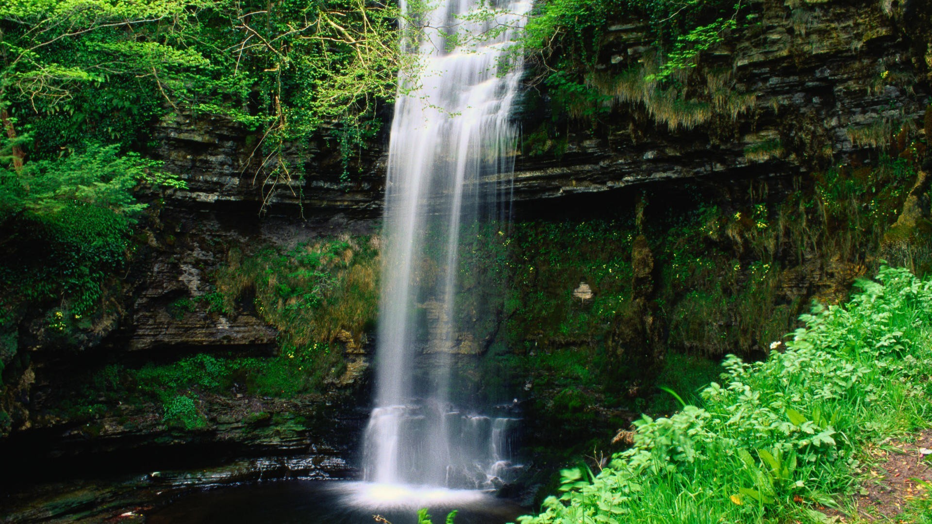 Cascata, Irlanda, Felci, Bosco, 1920x1080, immagine di sfondo