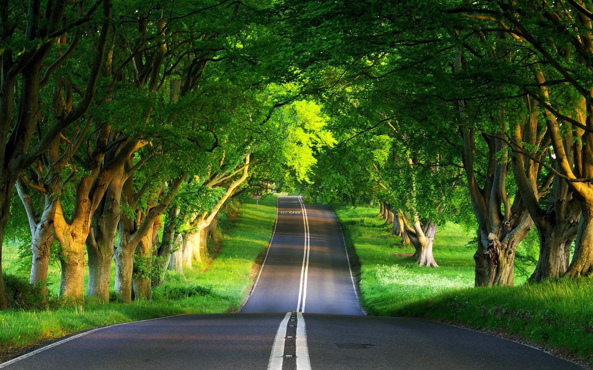 Viale alberato, Strada, Galleria verde, Estate, Full HD, sfondo Windows 11